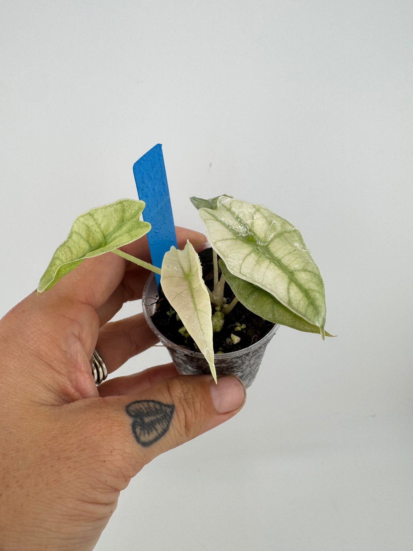 Alocasia Amazonica Pink Polly Ghost