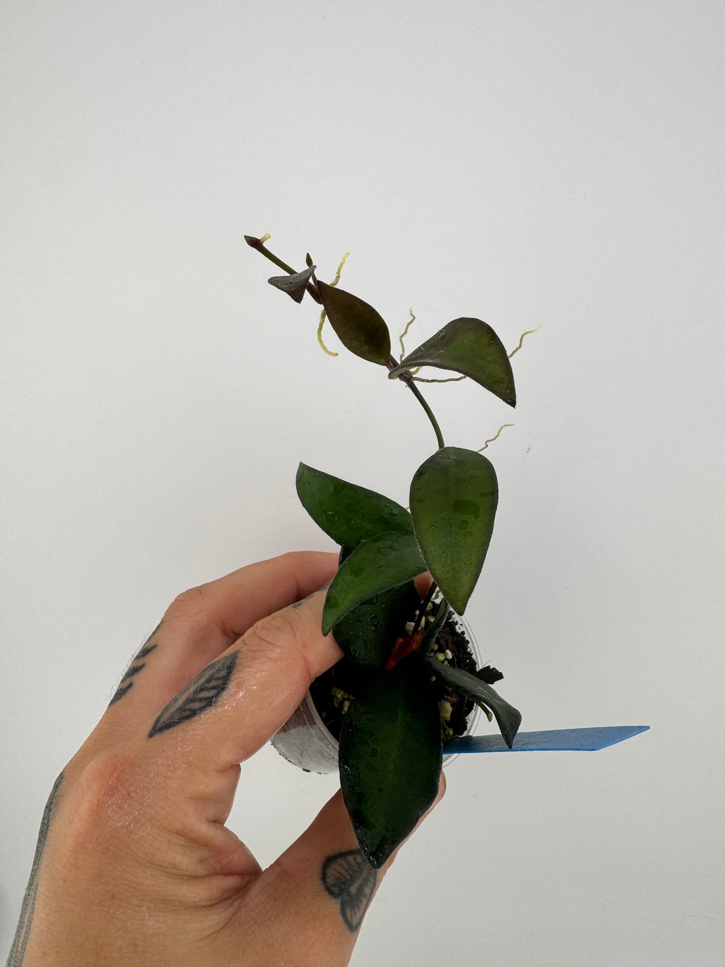 Hoya Rosita