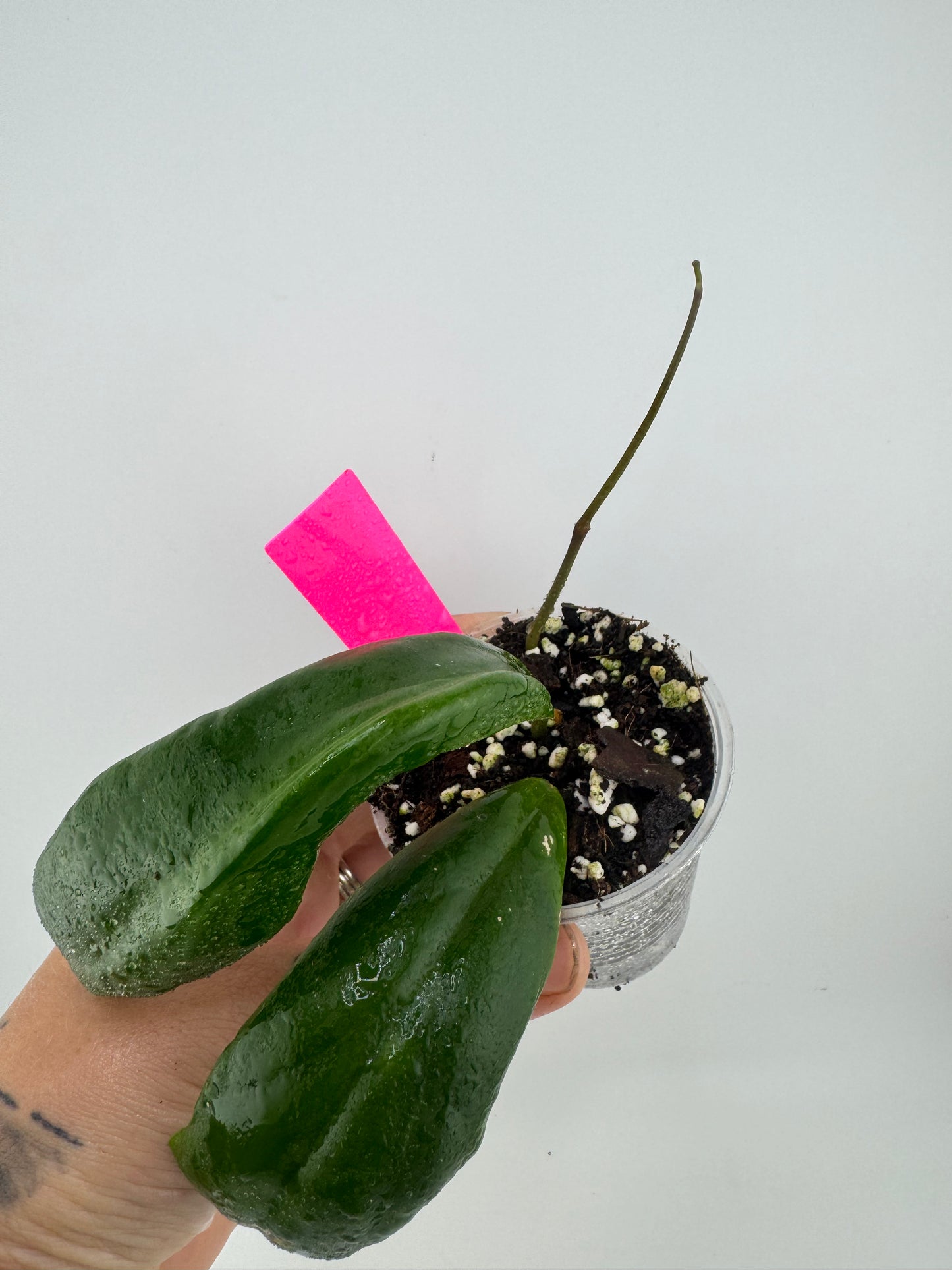 Hoya Juannagoanna