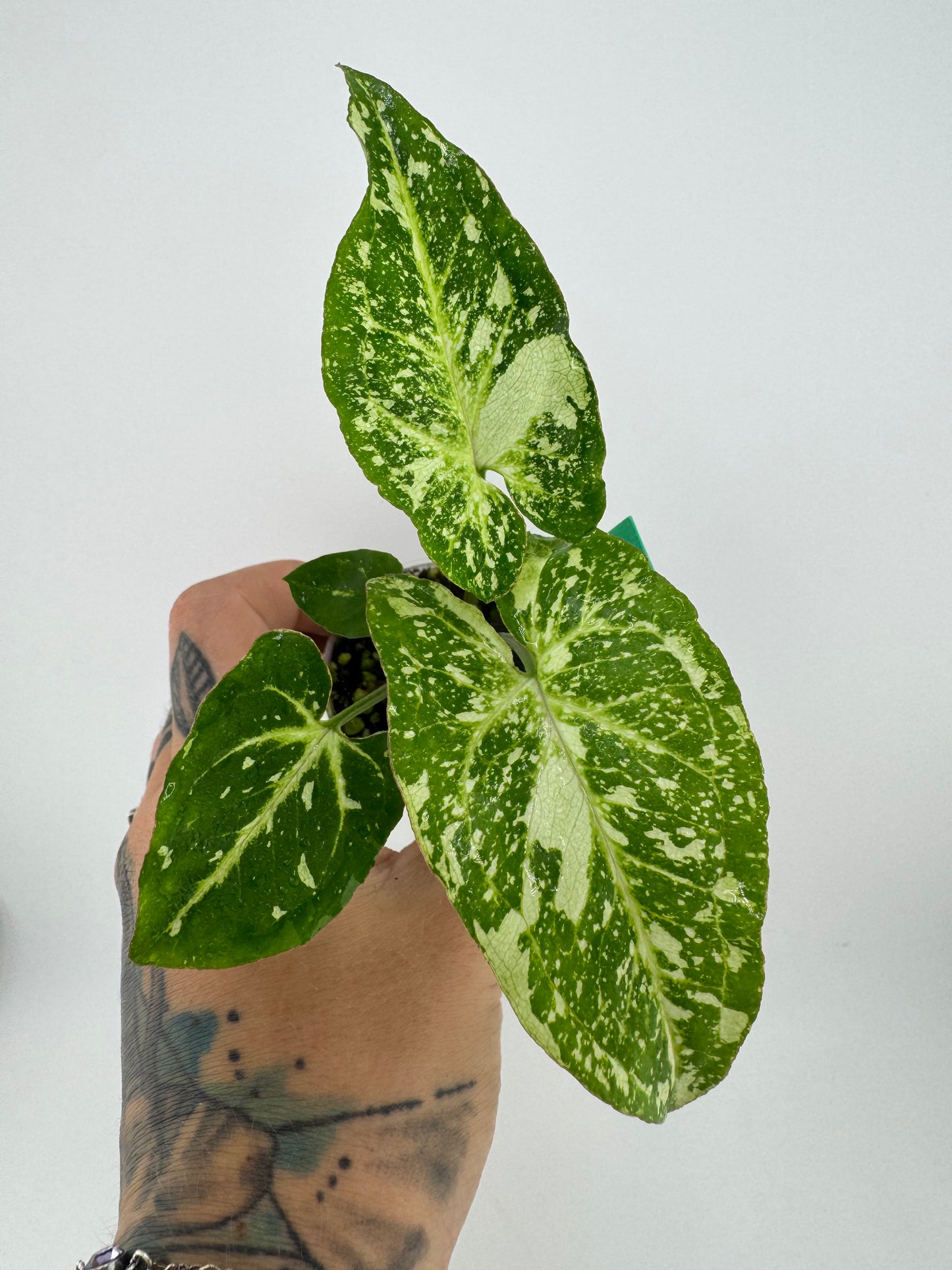 Syngonium Panda ‘galaxy’