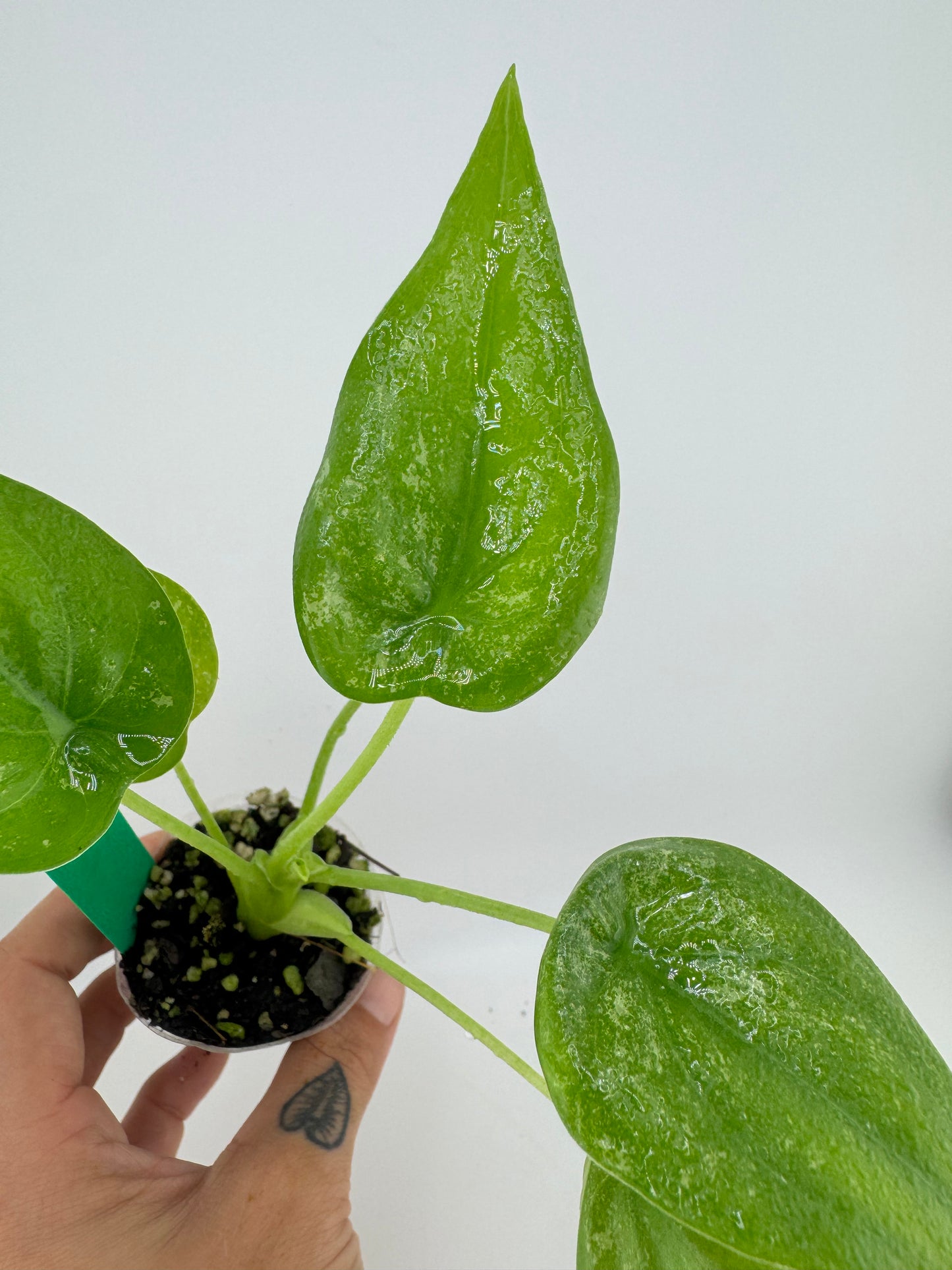 Alocasia Culcullata mint Variegated (low color)