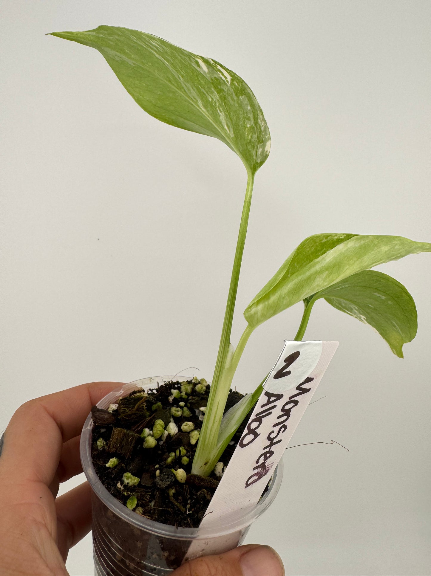 Monstera Deliciosa (borsigiana) Albo Variegated #2