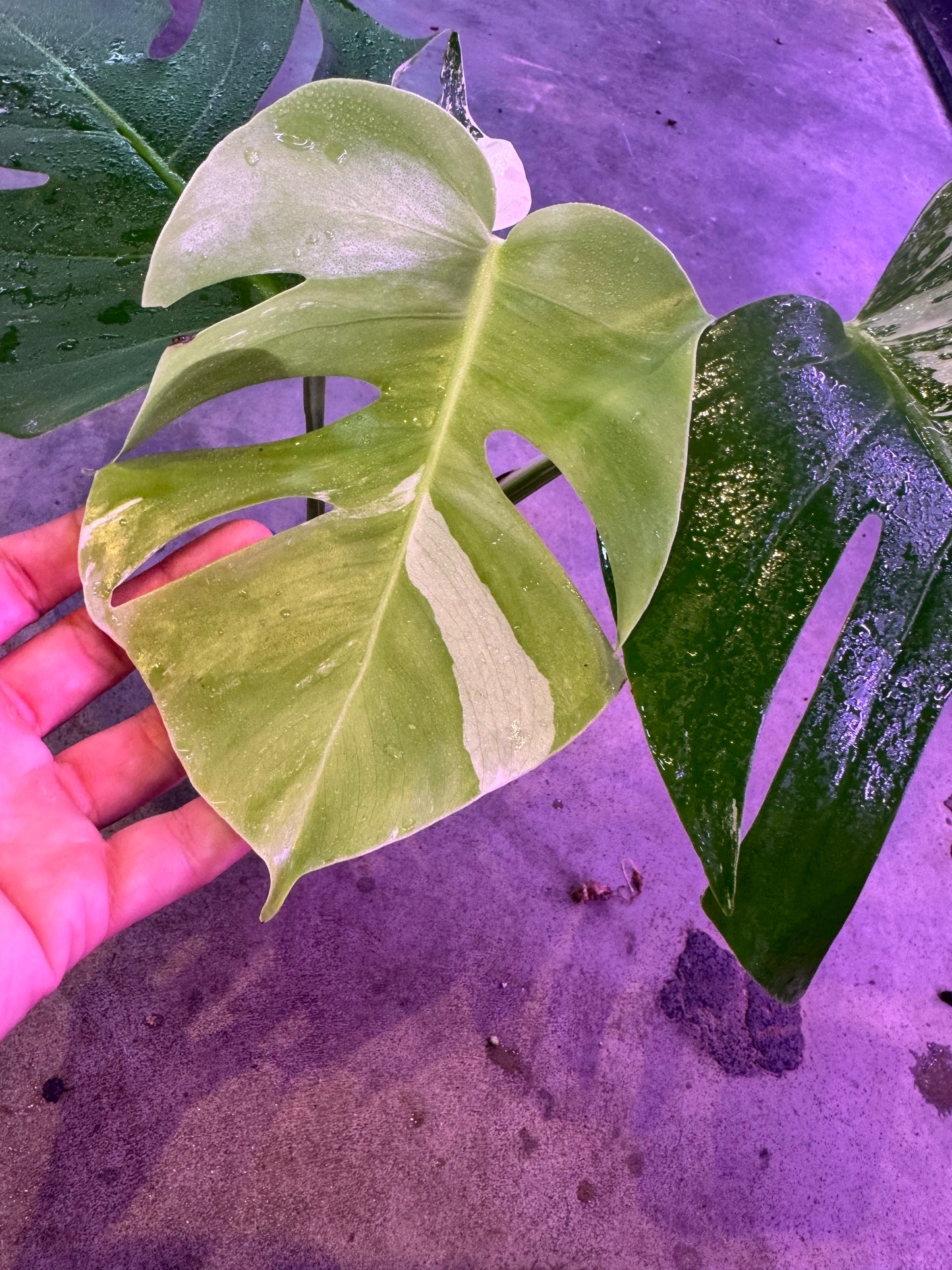Monstera Deliciosa (borsigiana) Albo Variegated #3