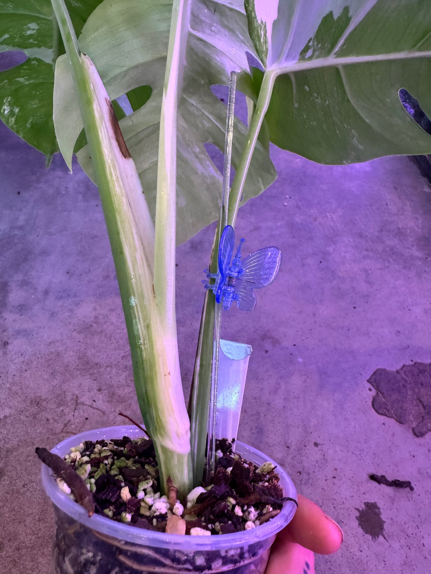 Monstera Deliciosa (borsigiana) Albo Variegated #3