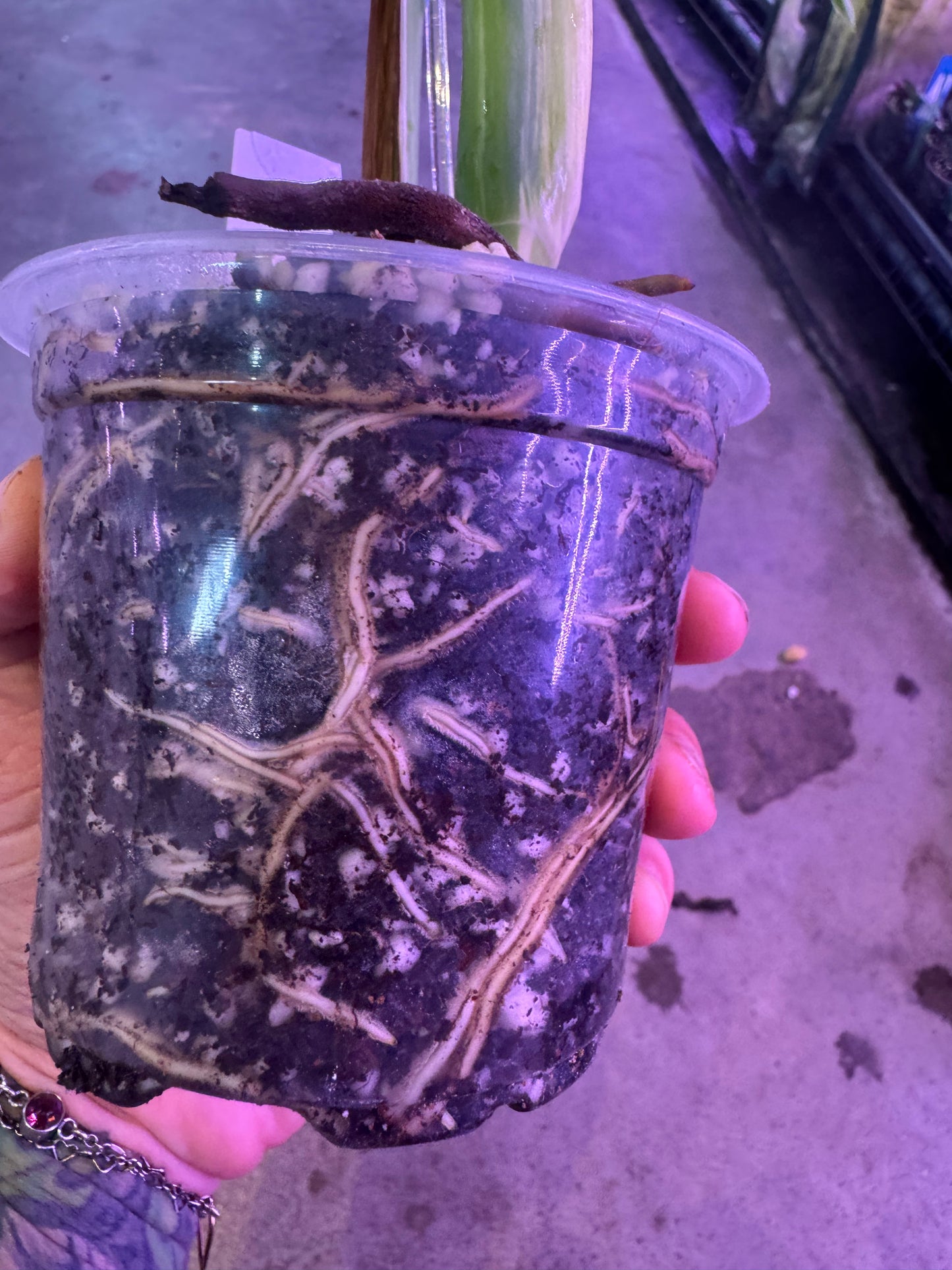 Monstera Deliciosa (borsigiana) Albo Variegated #3