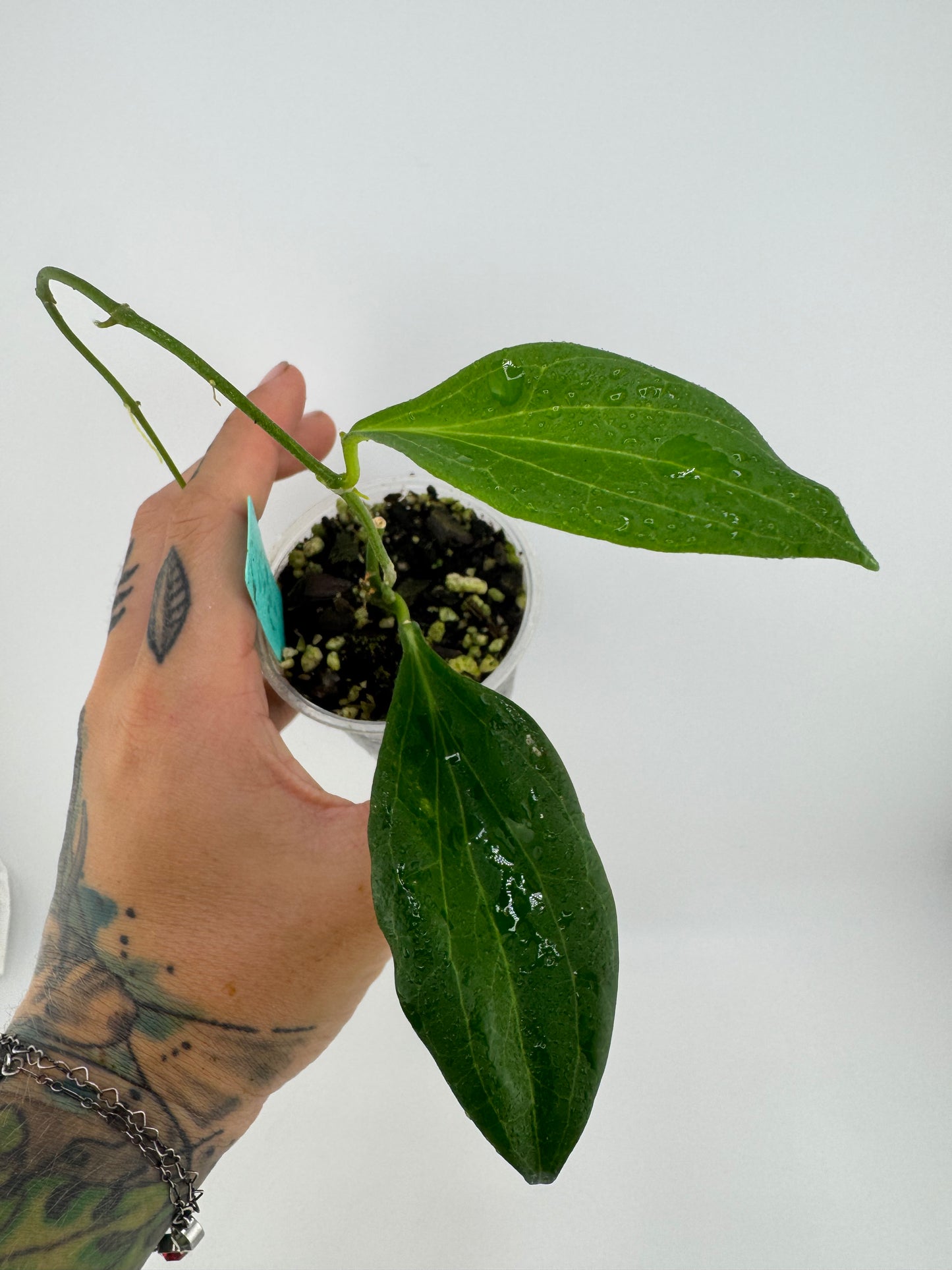 Hoya ‘New Guinea’