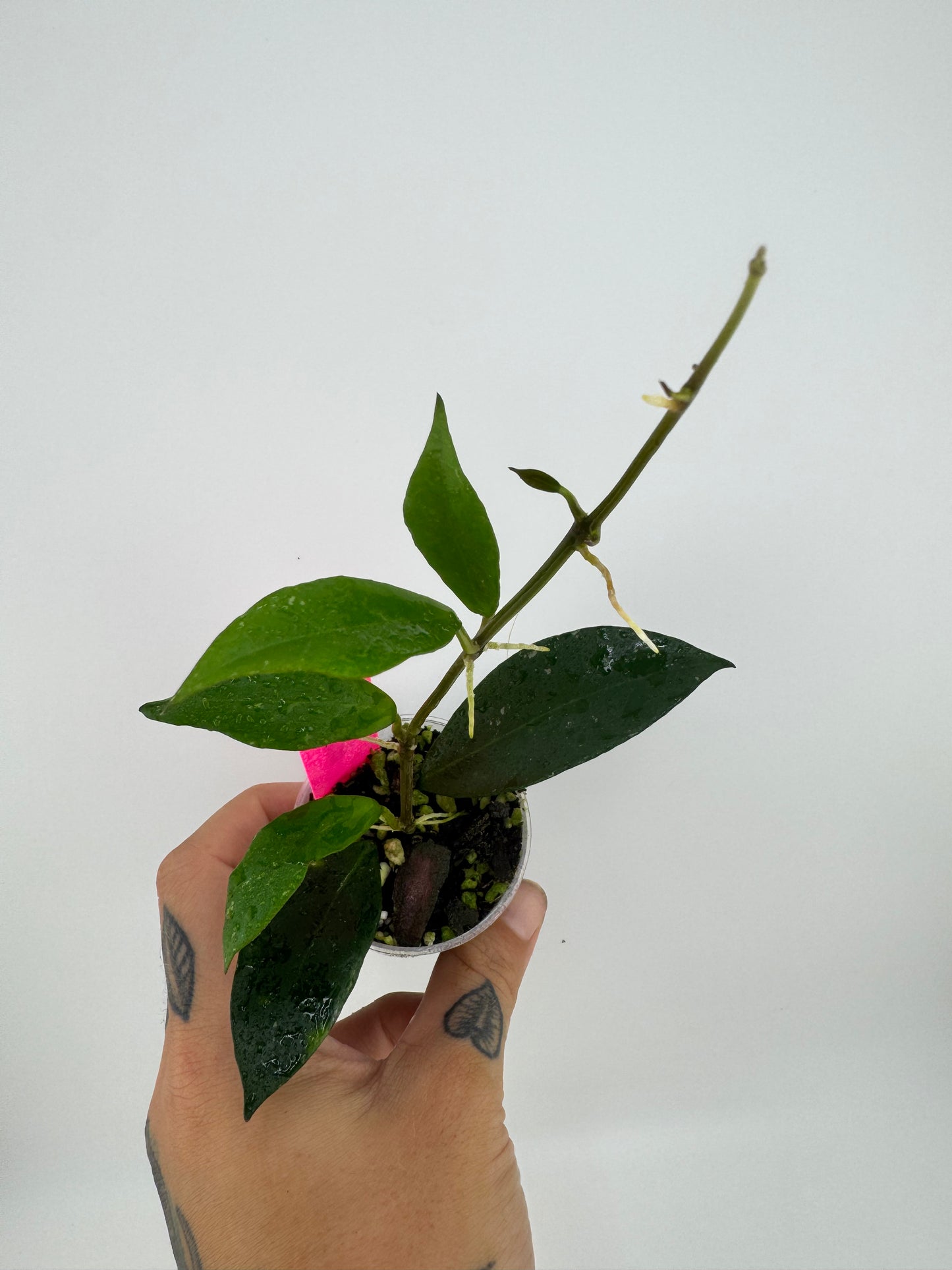 Hoya Lacunosa Purple