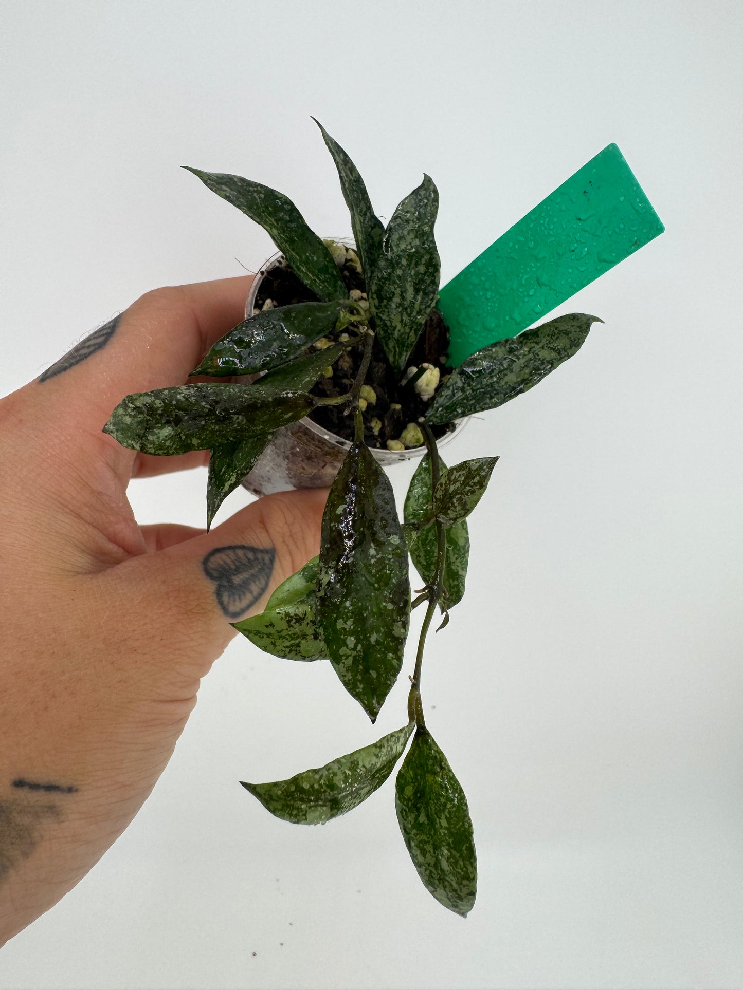 Hoya Lacunosa ‘snow caps’