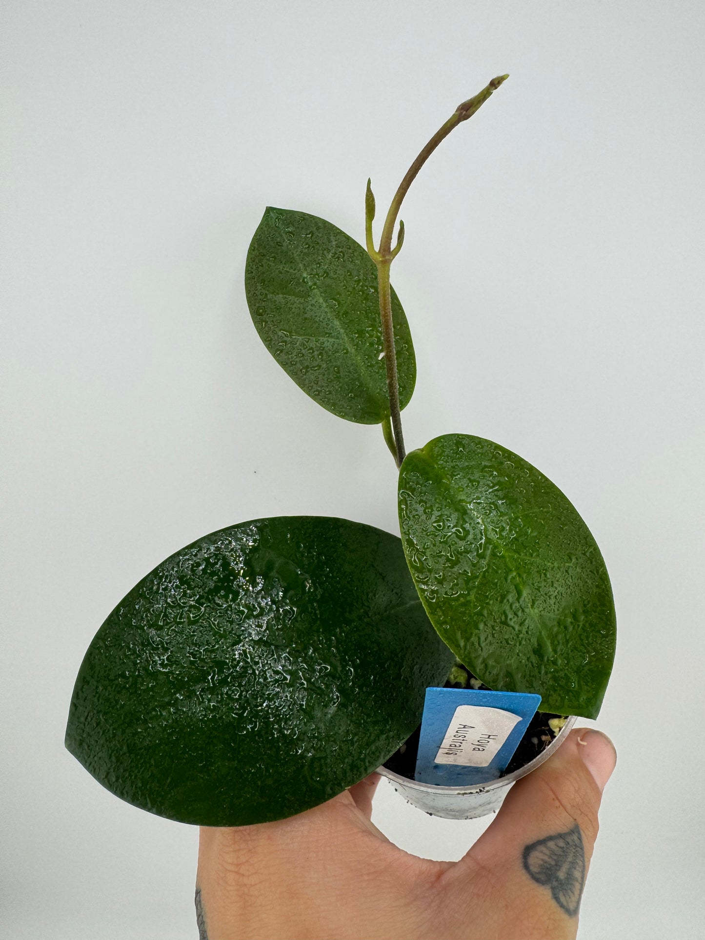 Hoya Australis