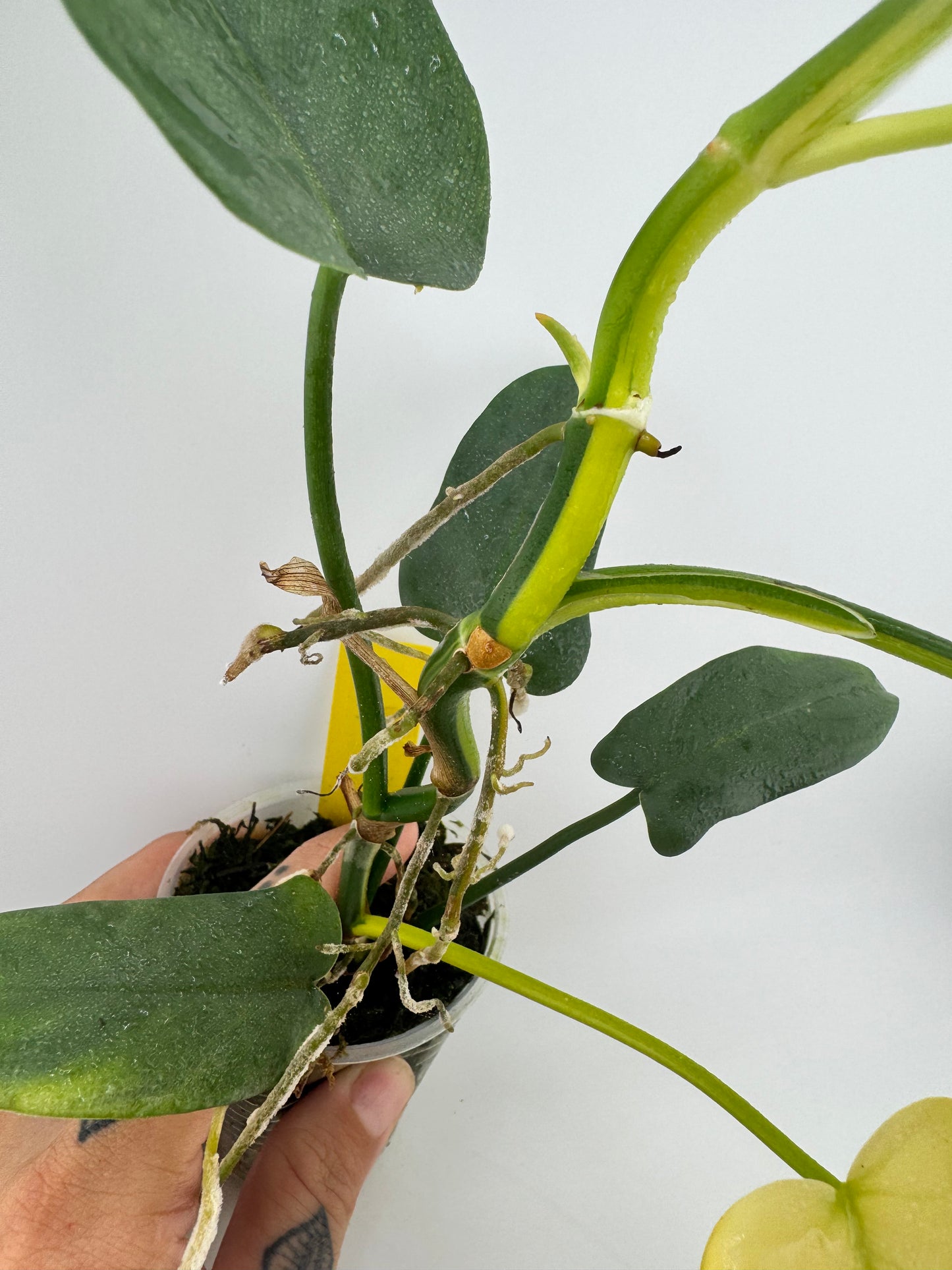 Philodendron Variegated Bipennifolium