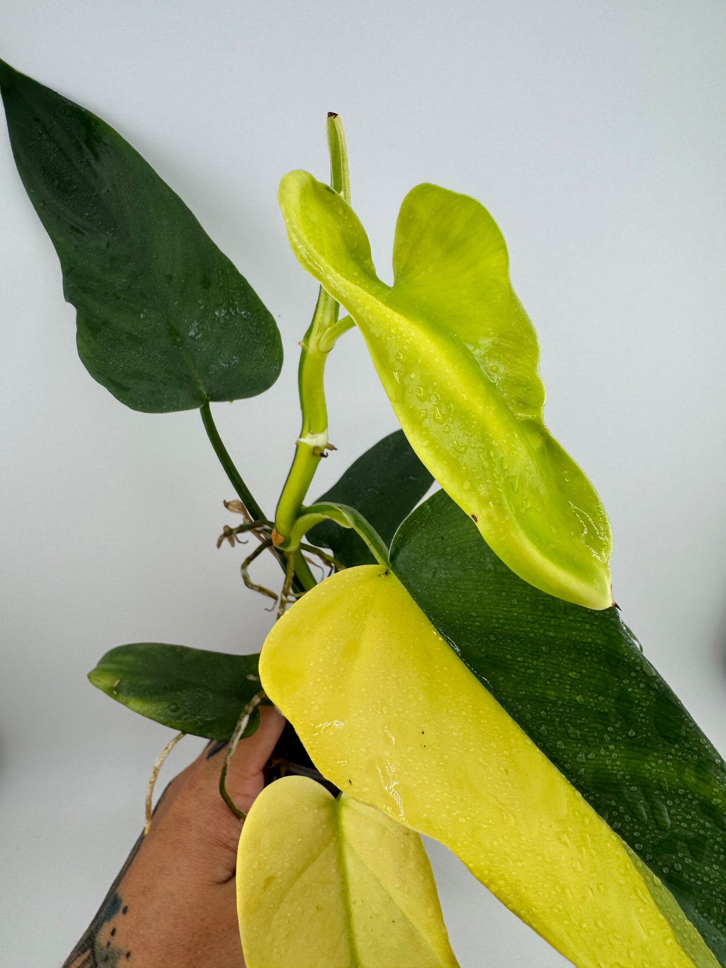 Philodendron Variegated Bipennifolium