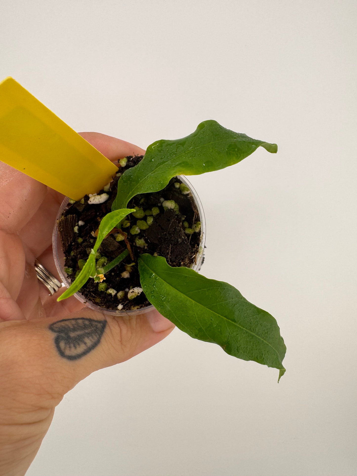 Hoya Papaschonii