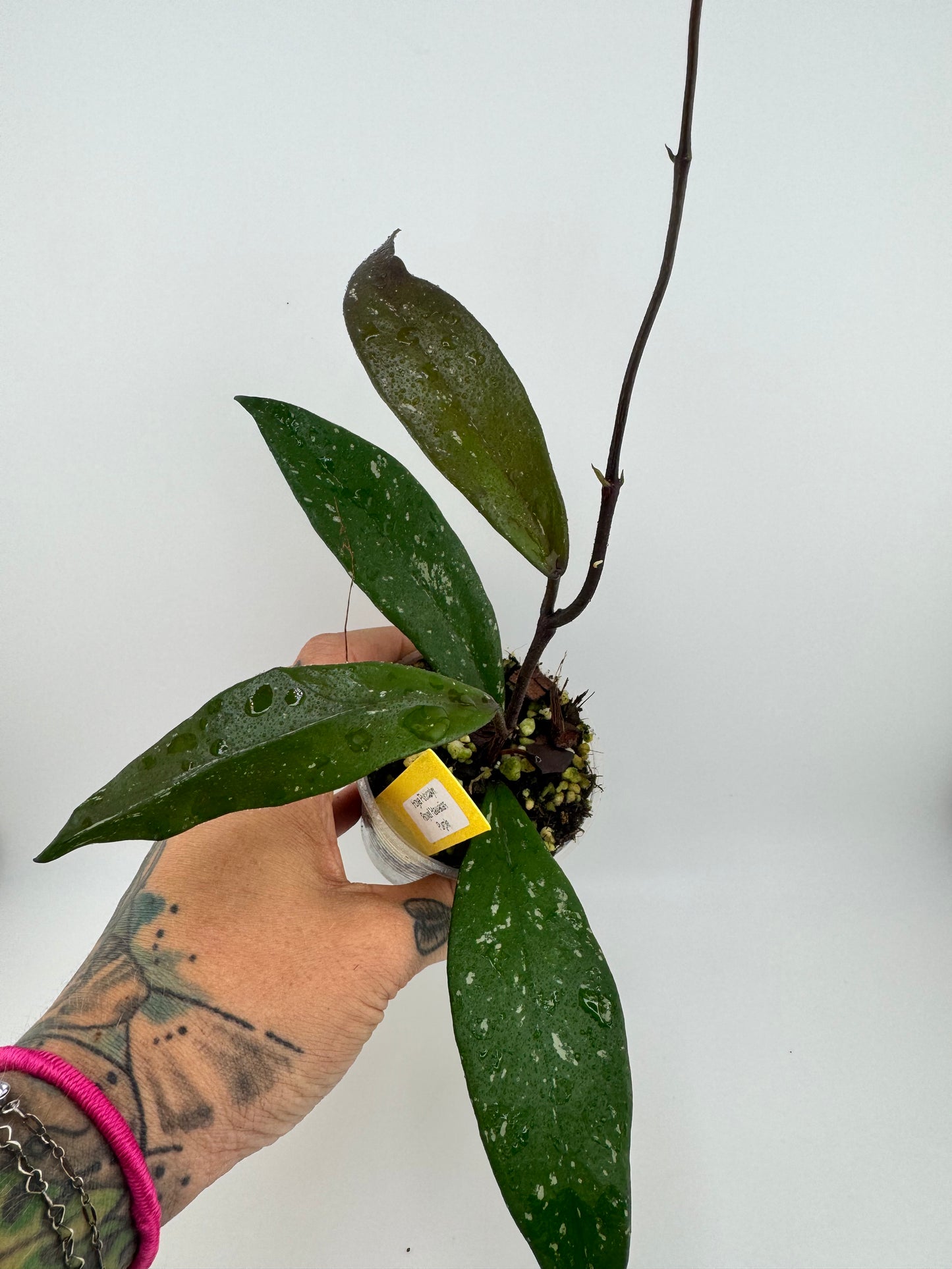 Hoya Pubicalyx ‘Royal Hawaiian Purple’