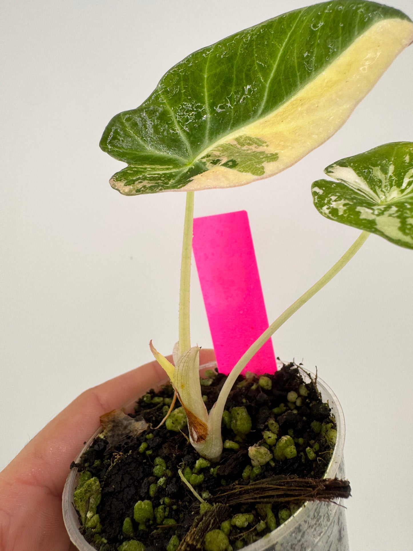 Alocasia Black Velvet Pink/Albo variegated #1