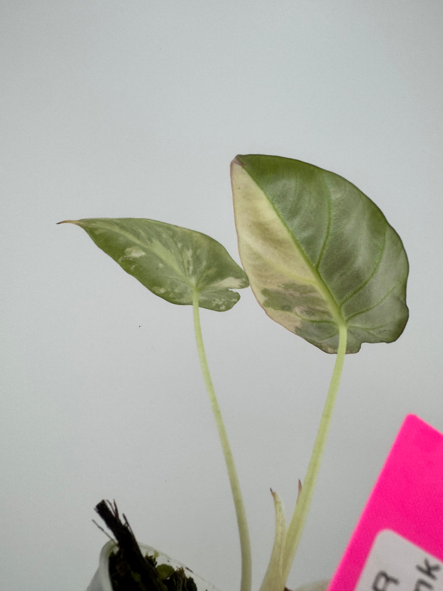 Alocasia Black Velvet Pink/Albo variegated #1