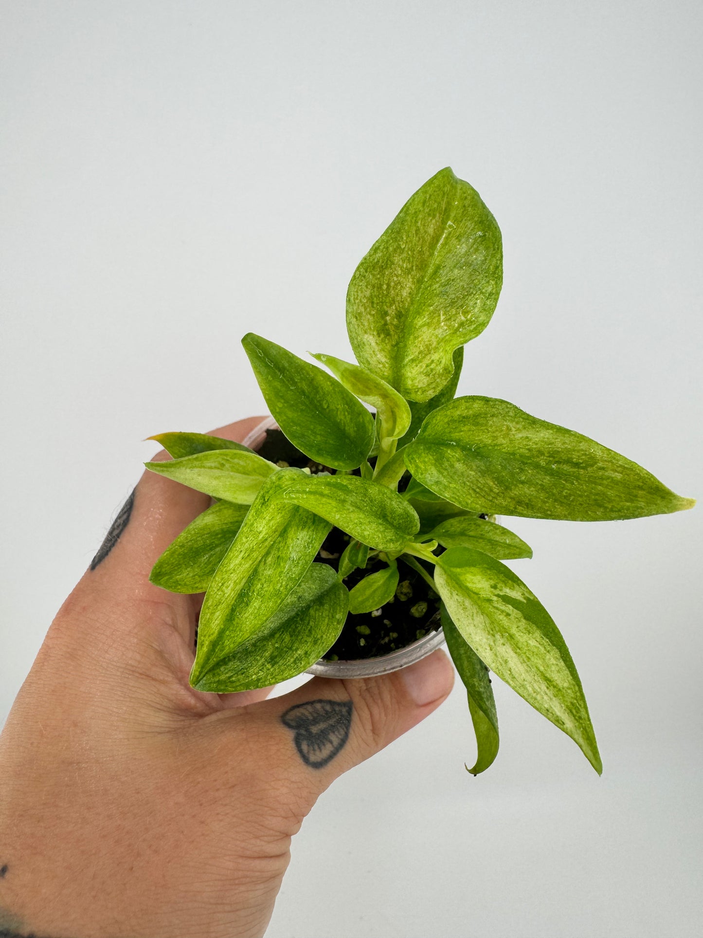 Philodendron Variegated Subhastum
