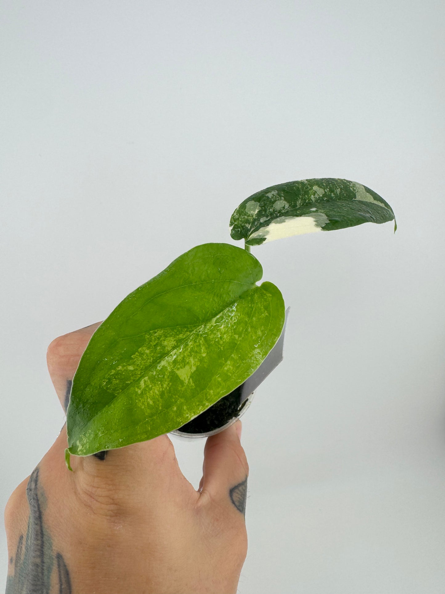 Syngonium Chiapense Variegated