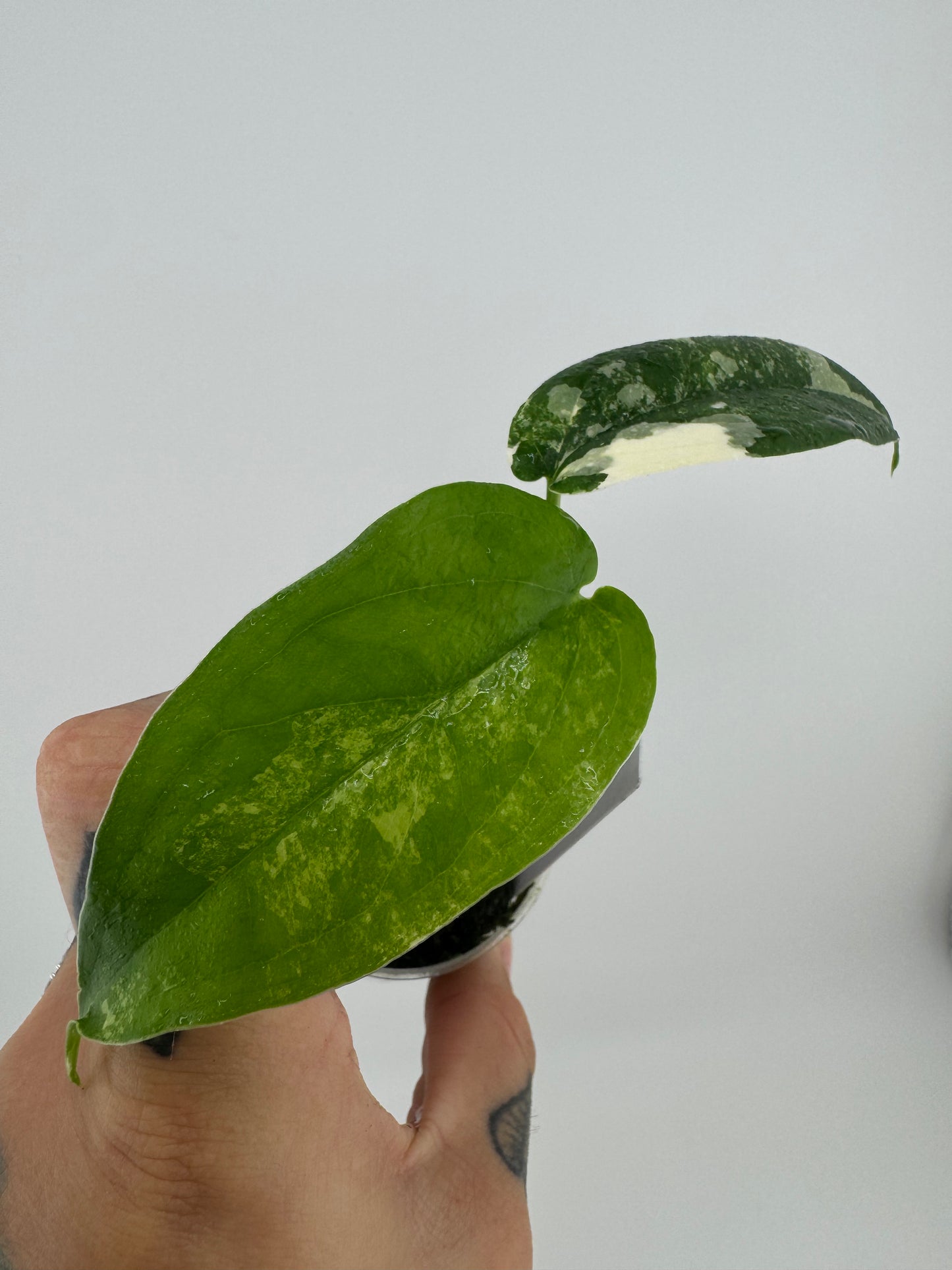 Syngonium Chiapense Variegated