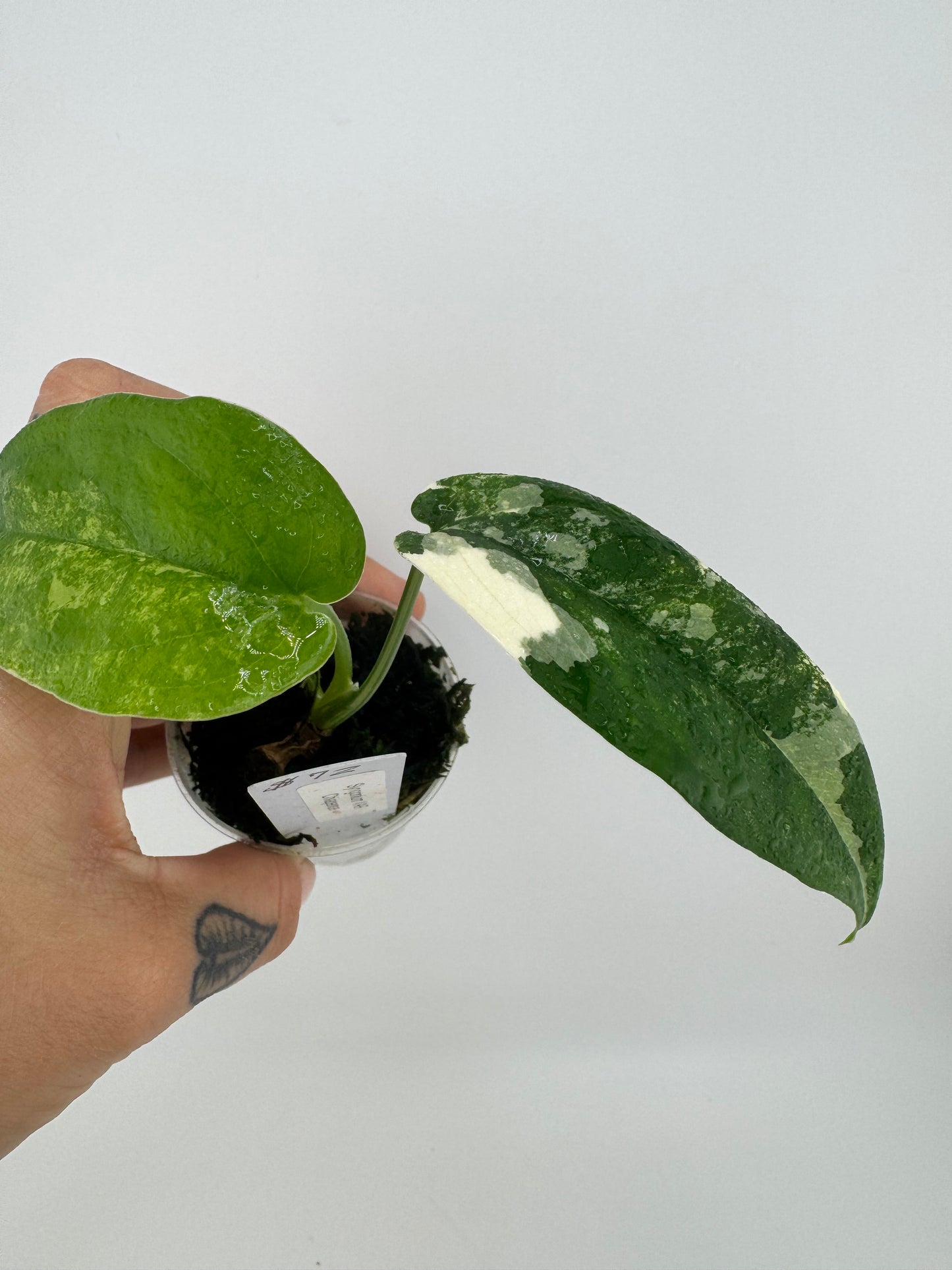 Syngonium Chiapense Variegated