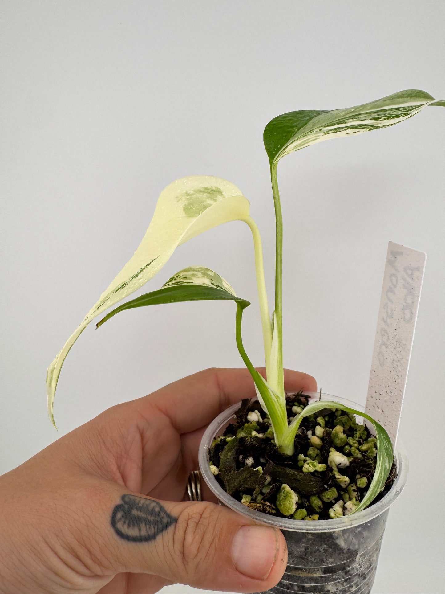 Monstera Deliciosa (borsigiana) Albo Variegated #4