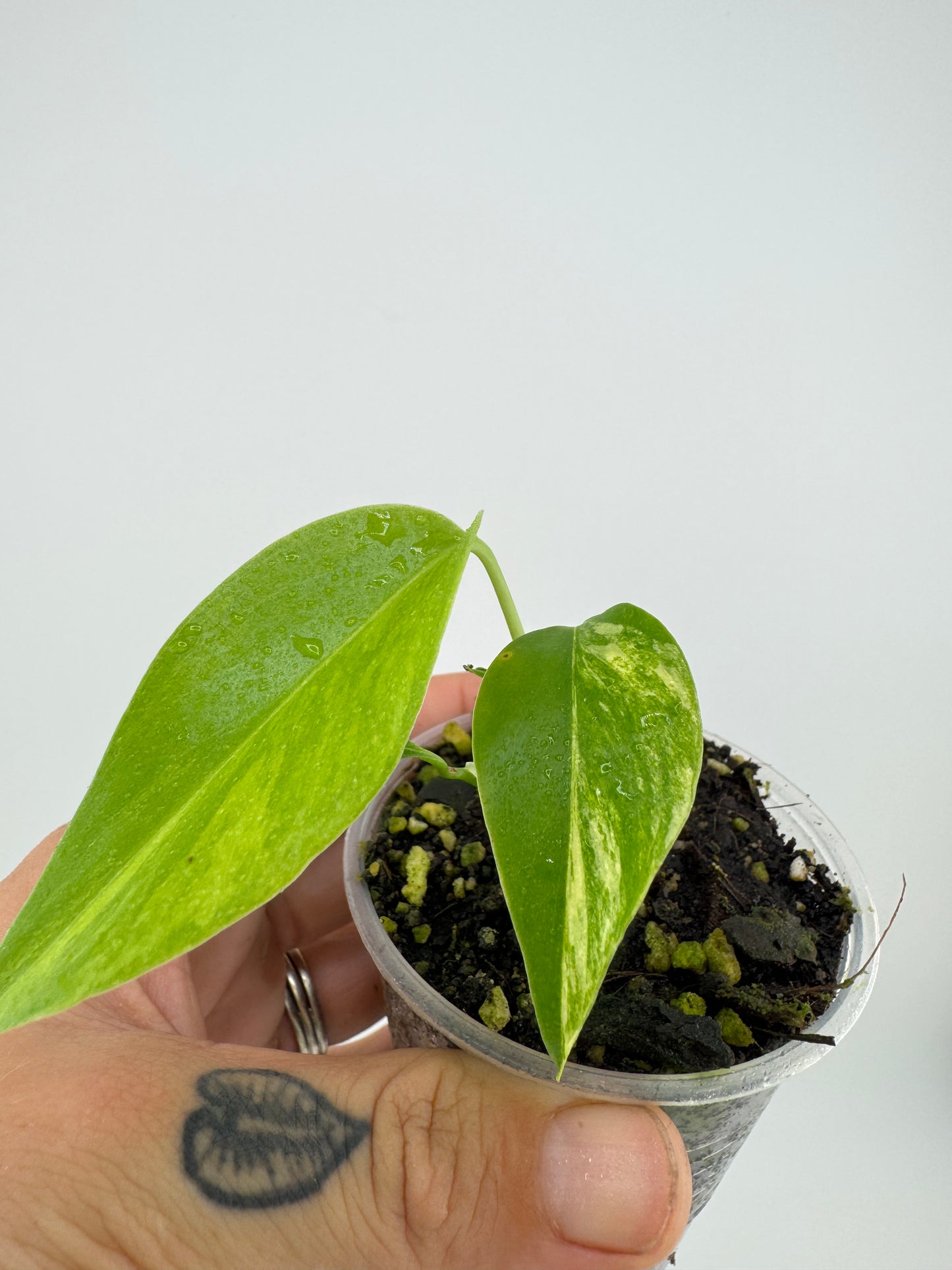 Monstera Deliciosa Aurea Variegated (borsigiana)