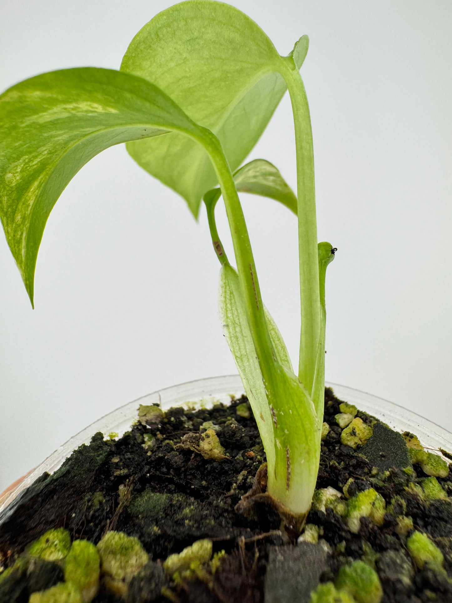 Monstera Deliciosa Aurea Variegated (borsigiana)