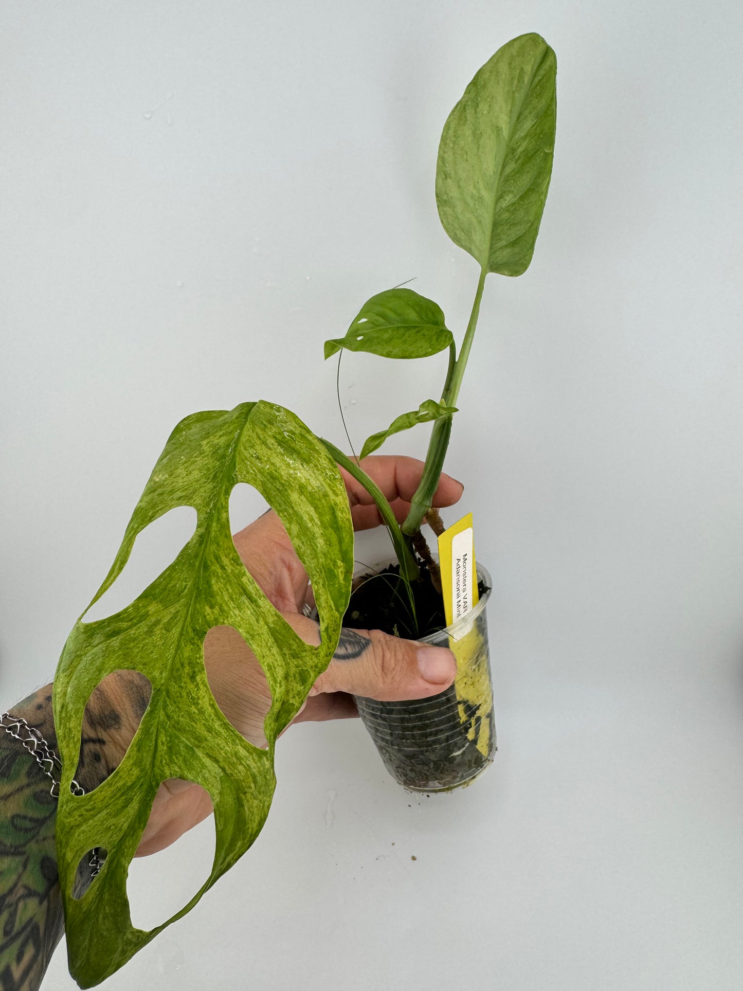 Monstera Adansonii Variegated Indonesian Mint