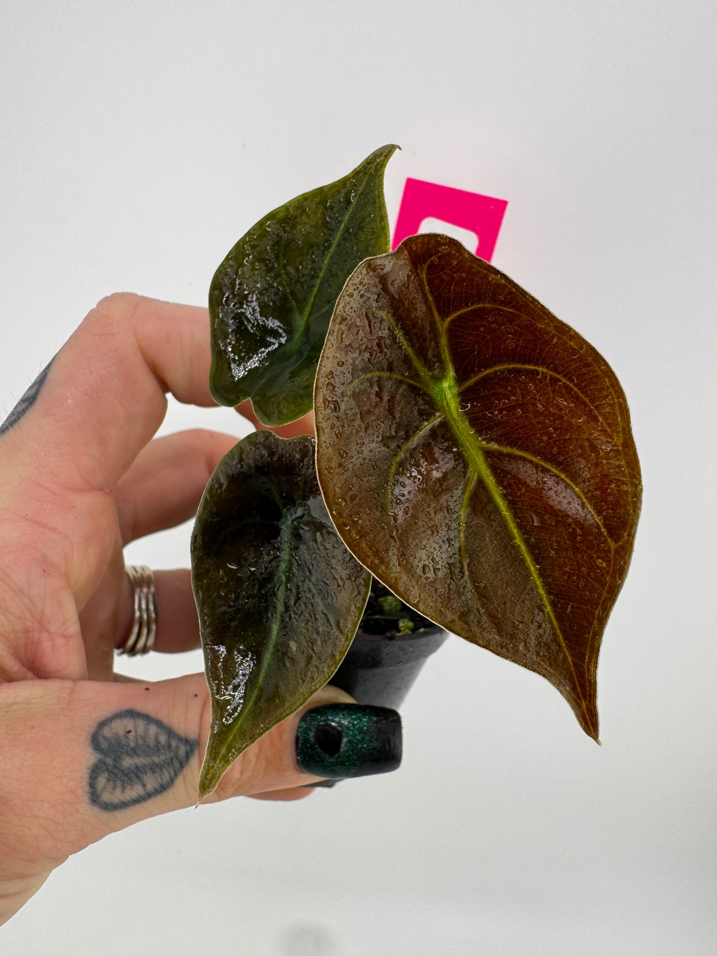 Alocasia Cuprea ‘red secret’