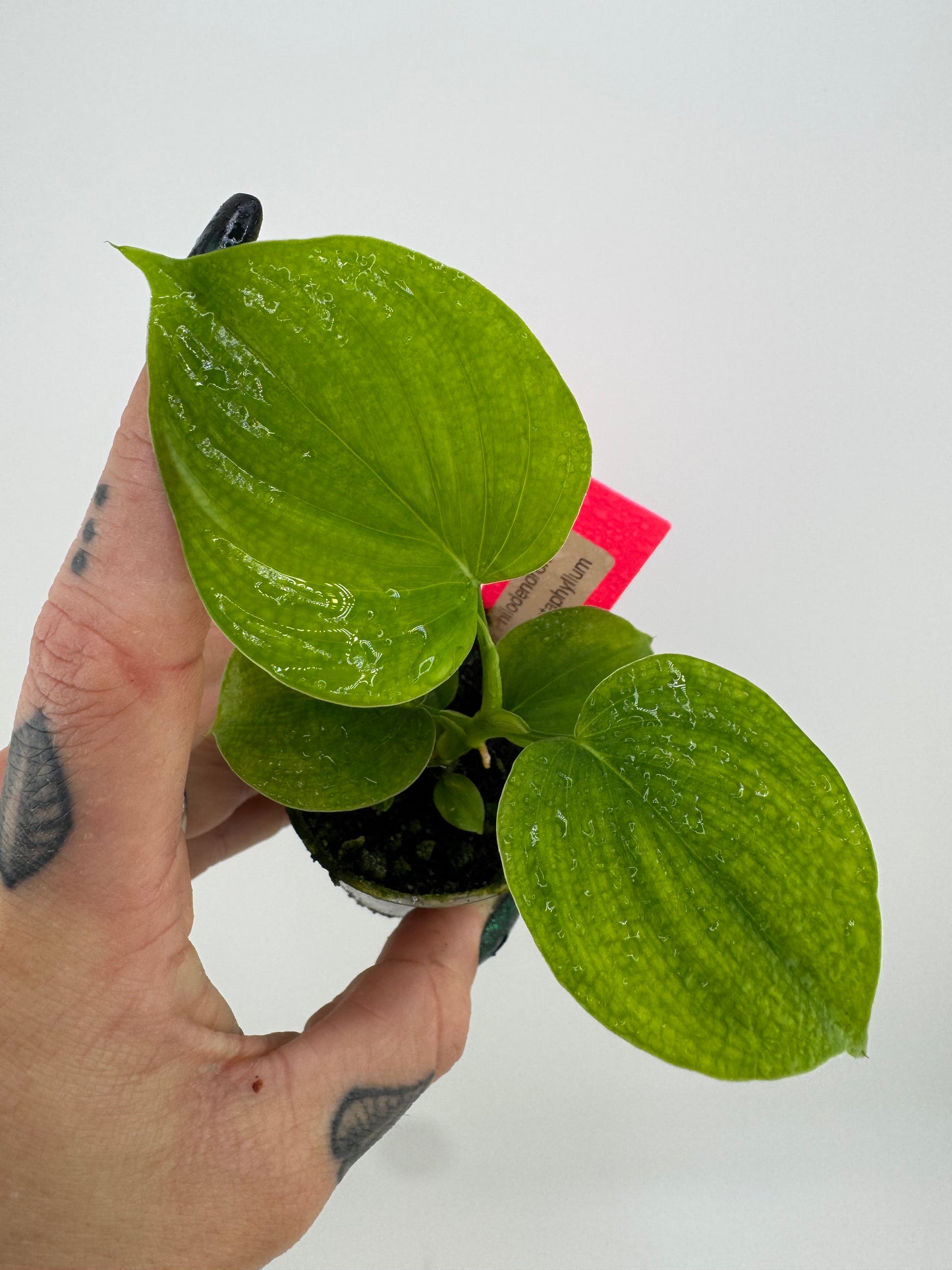 Philodendron fibraecataphyllum