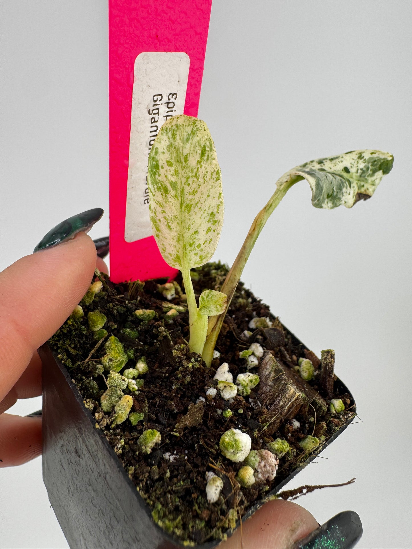 Epipremnum Gigantum Marble Variegated