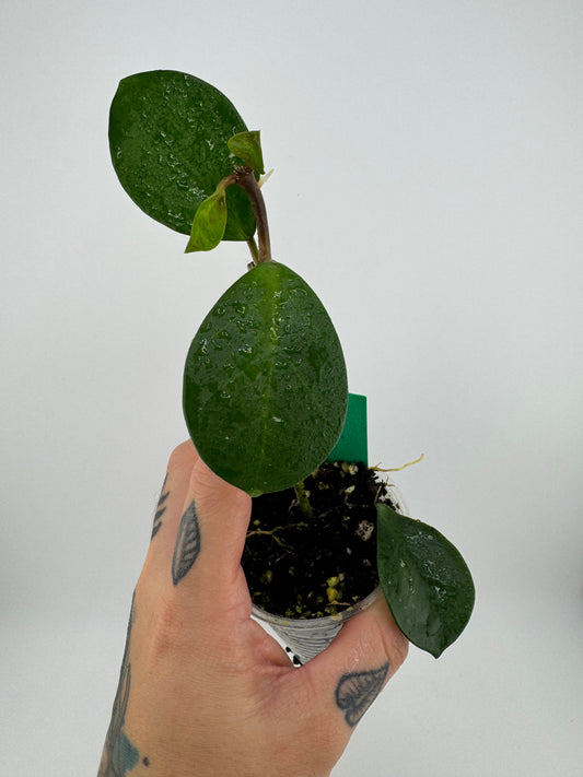 Hoya Carnosa ‘David’s Green Cup’