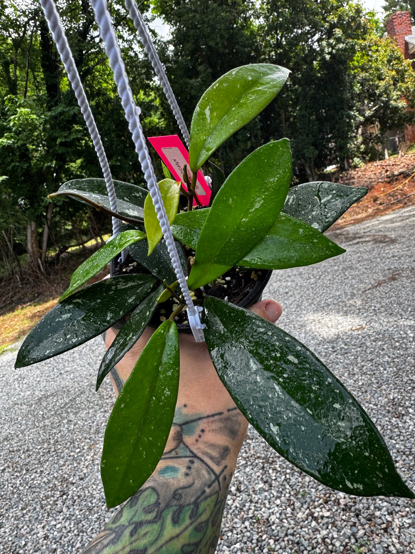 Hoya pubicalyx splash