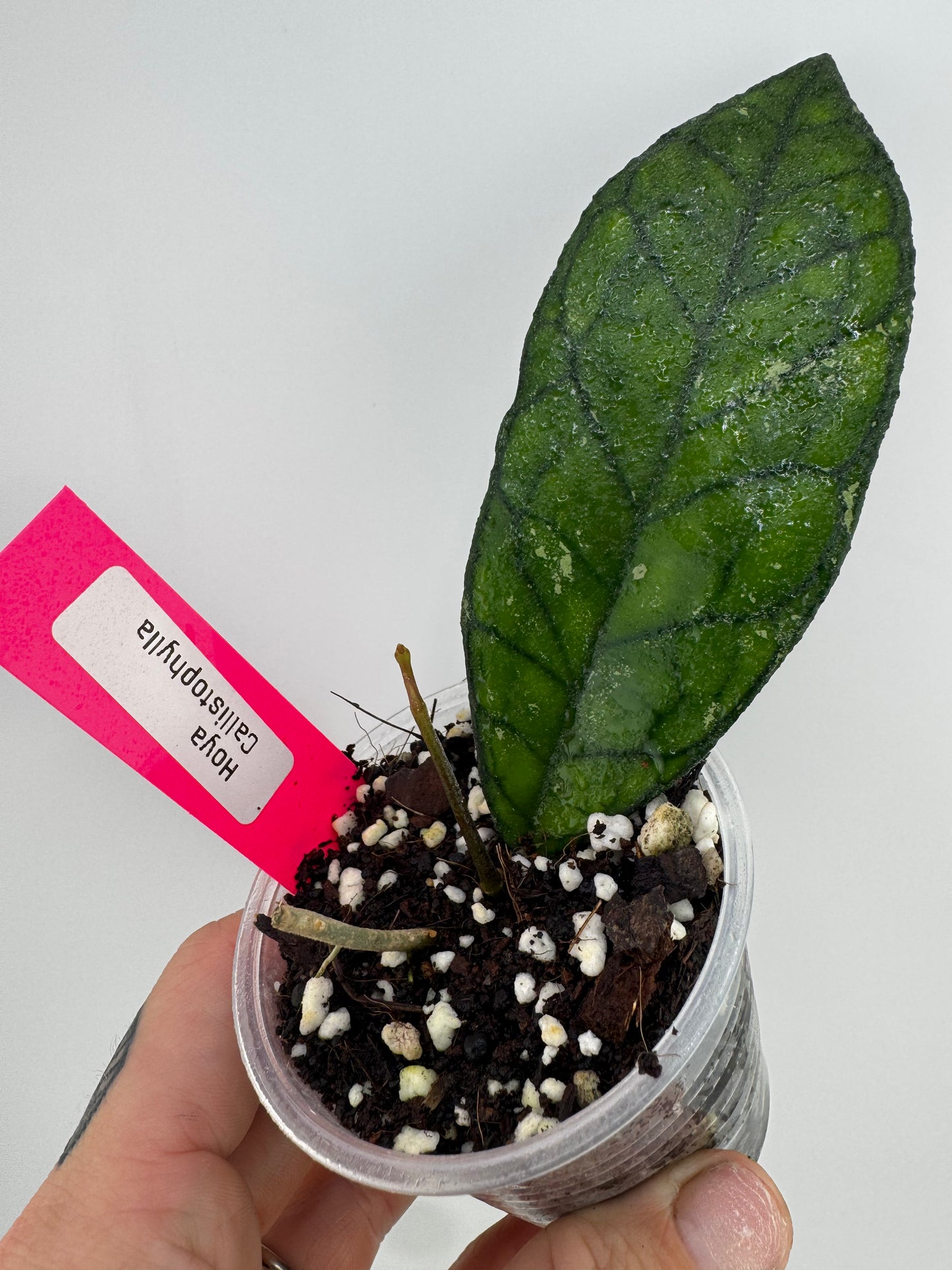Hoya Callistophylla