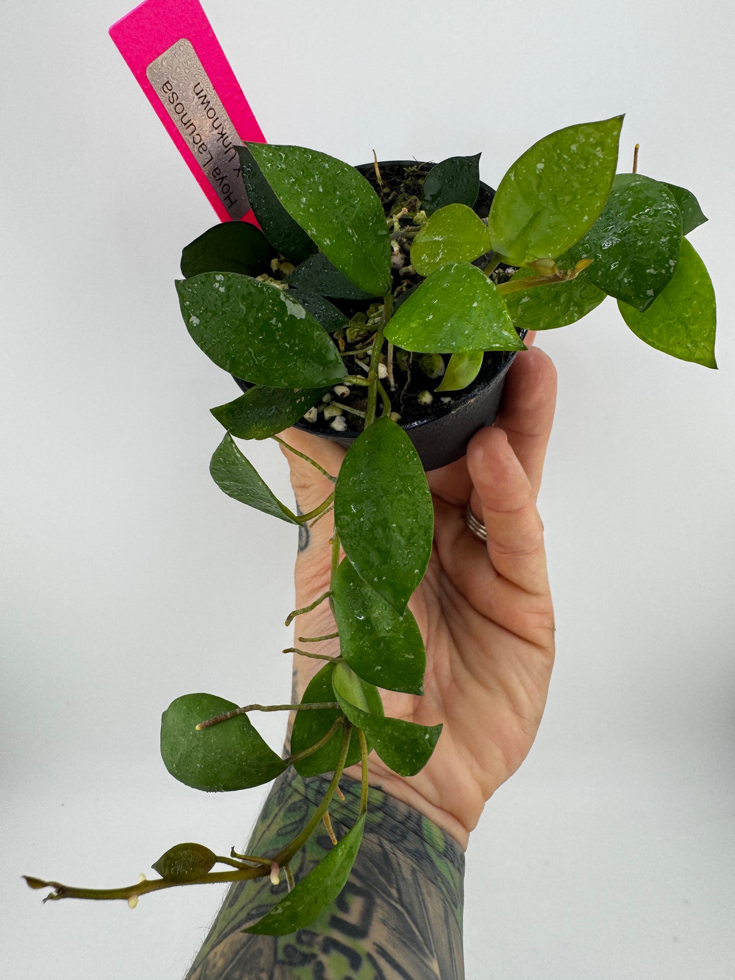Hoya Lacunosa X Unknown