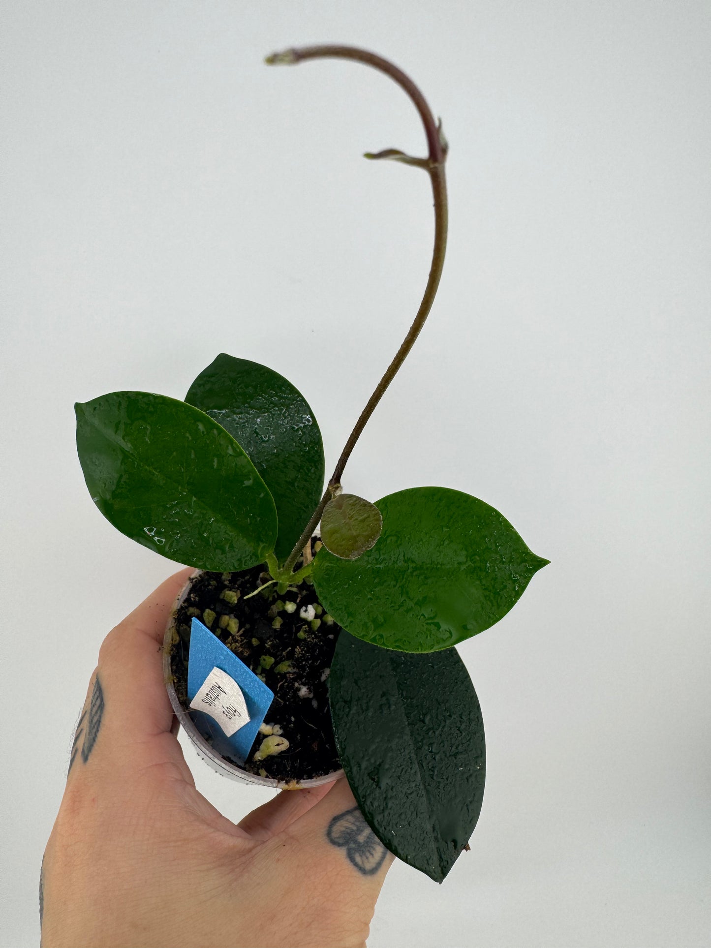 Hoya Australis