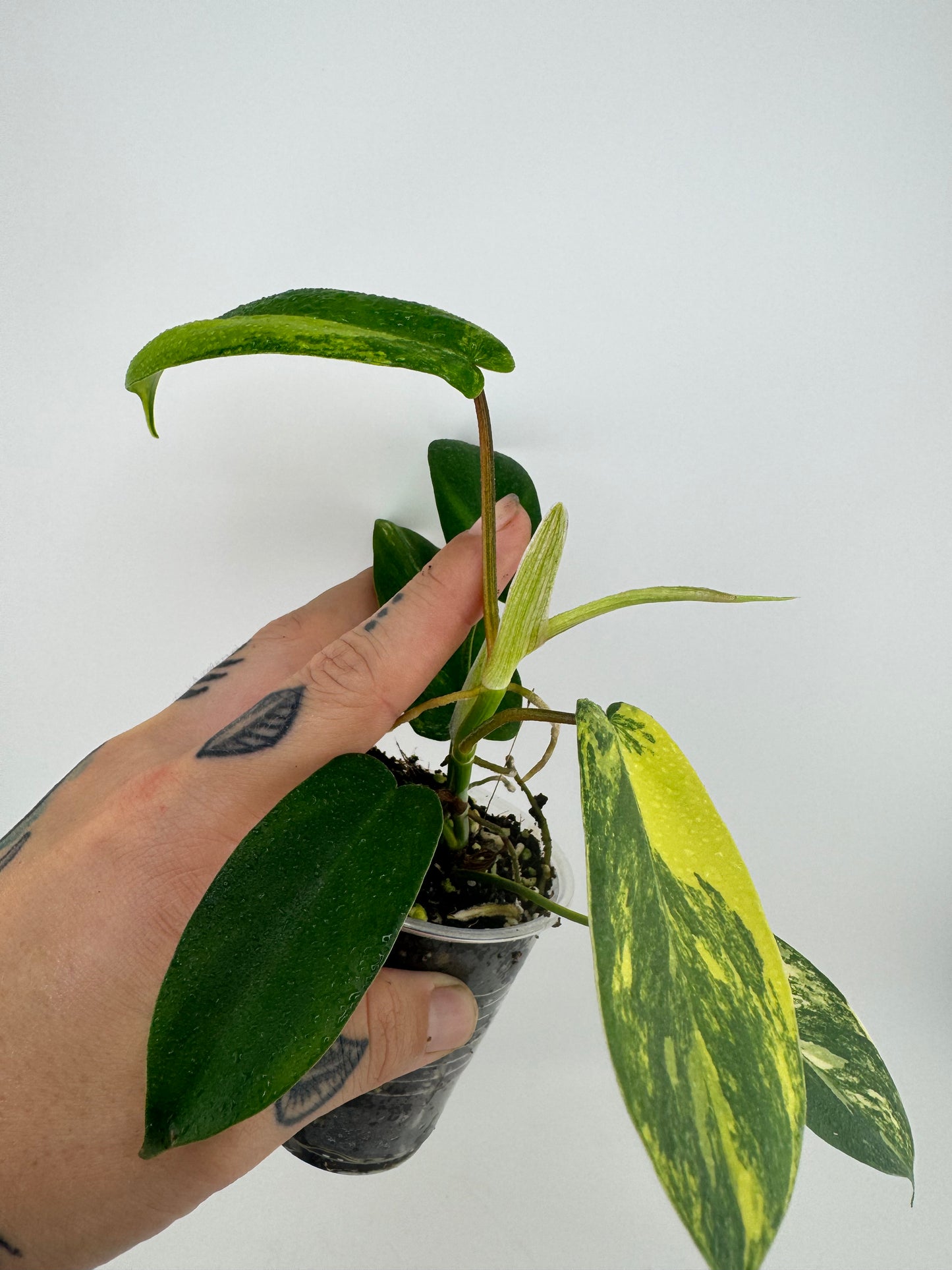 Philodendron Florida Beauty Variegated #1