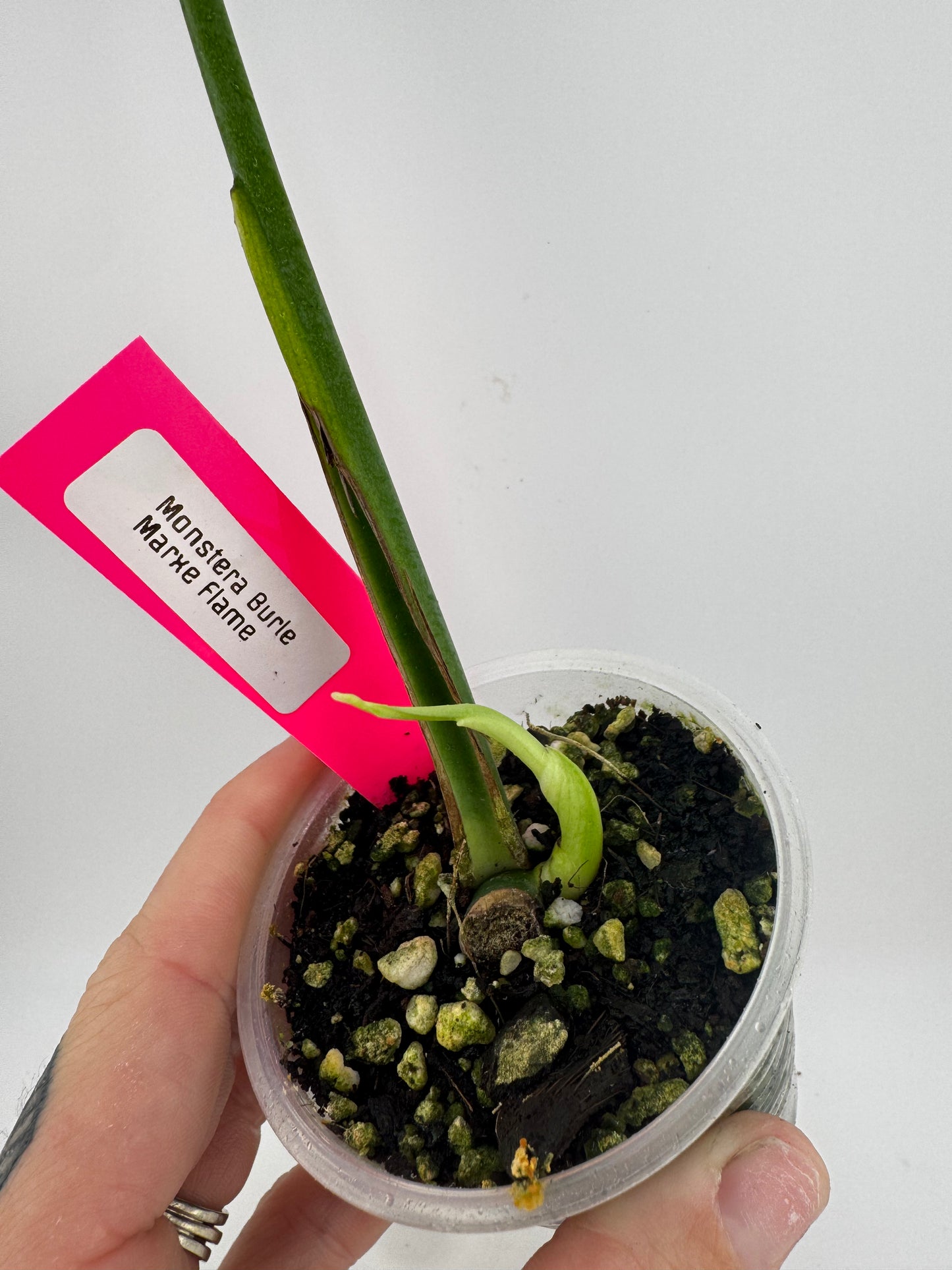 Monstera Burle Marx Flame