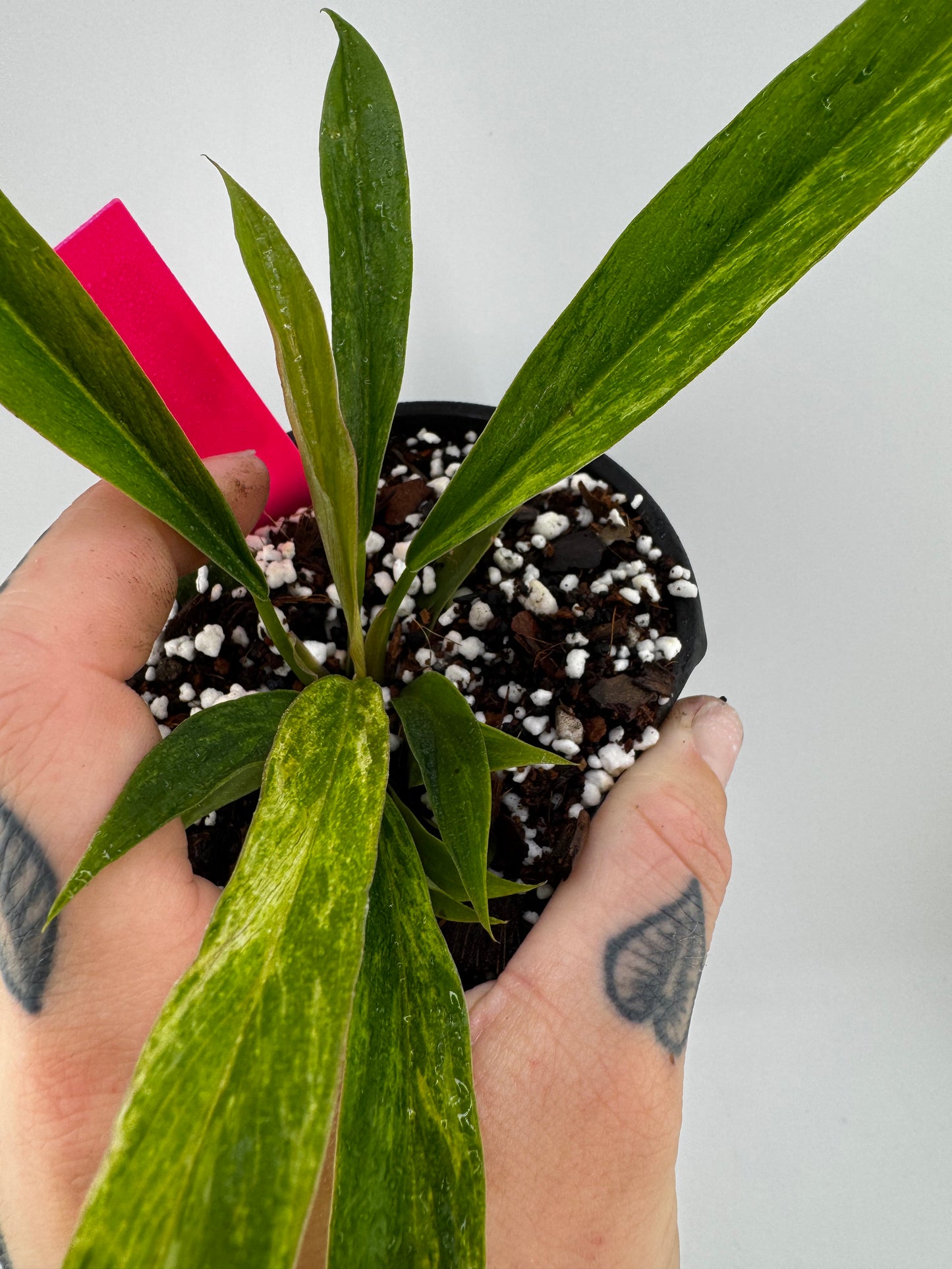 Philodendron Caramel Marble