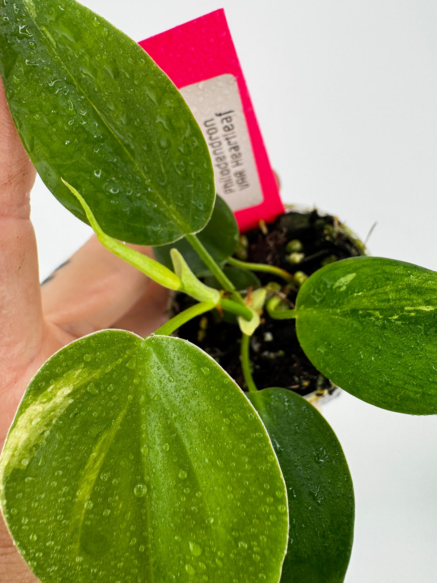 Philodendron Heartleaf Marble Variegated