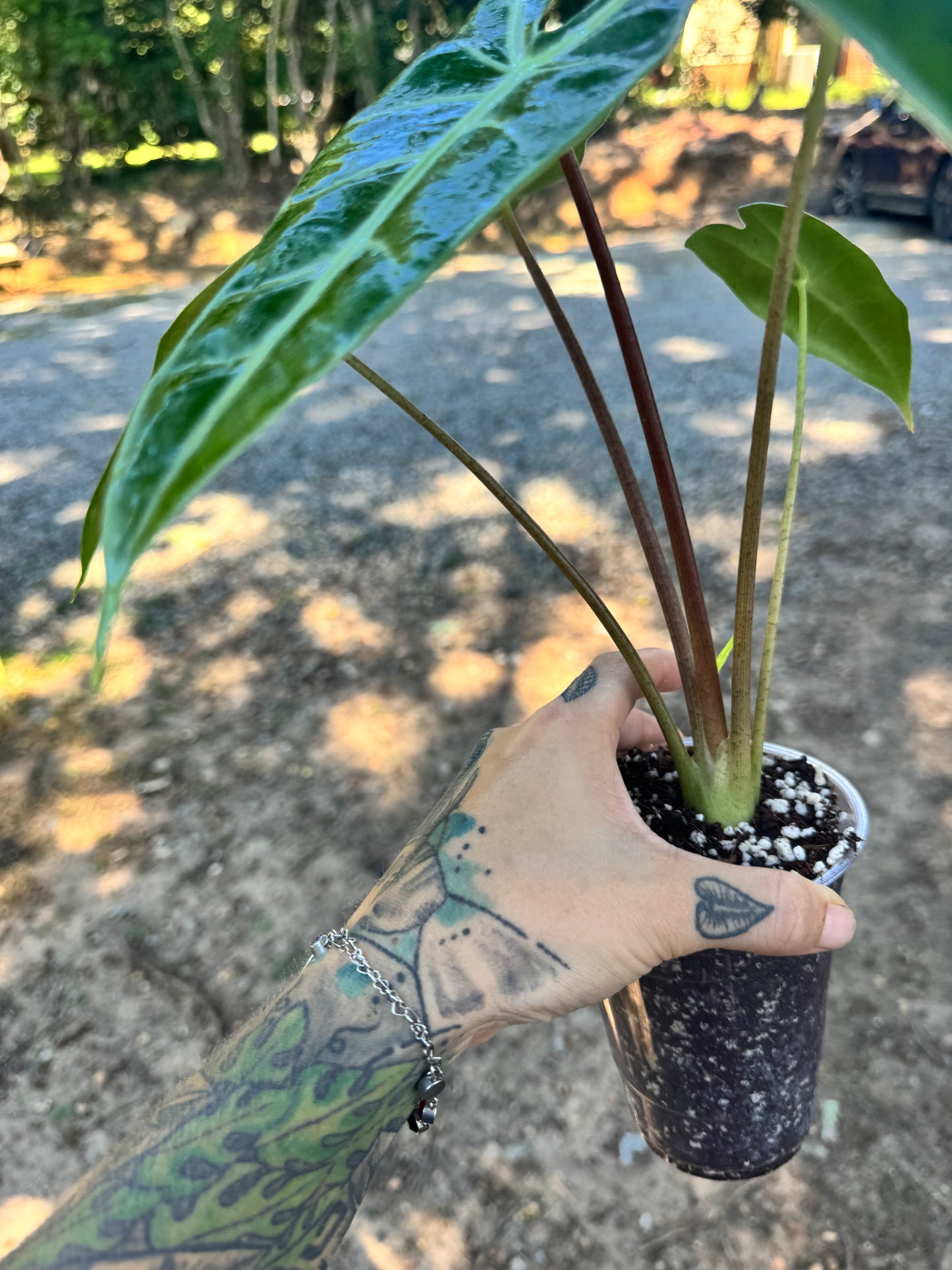4” alocasia Longiloba