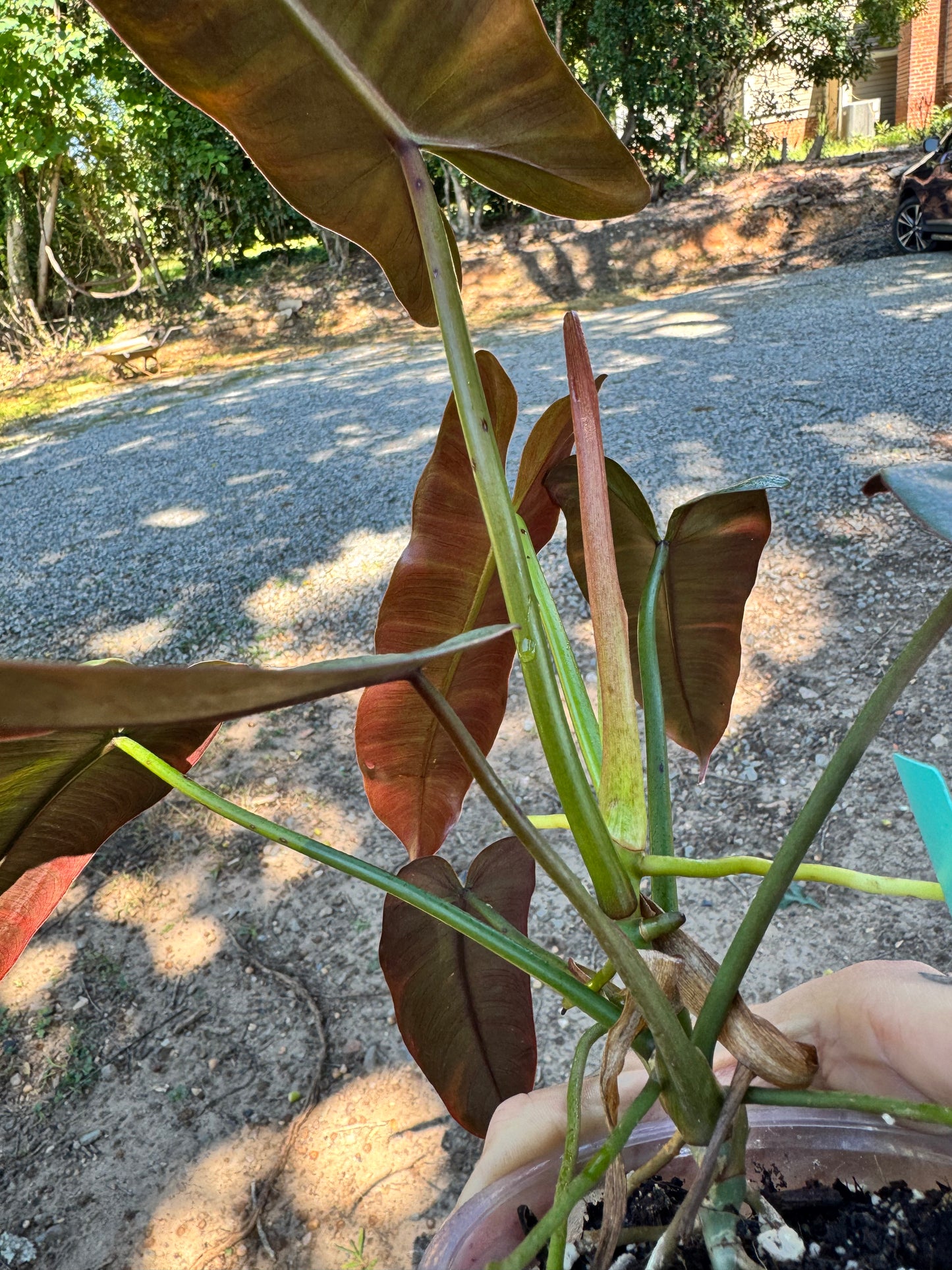 4” Philodendron Atabapoense
