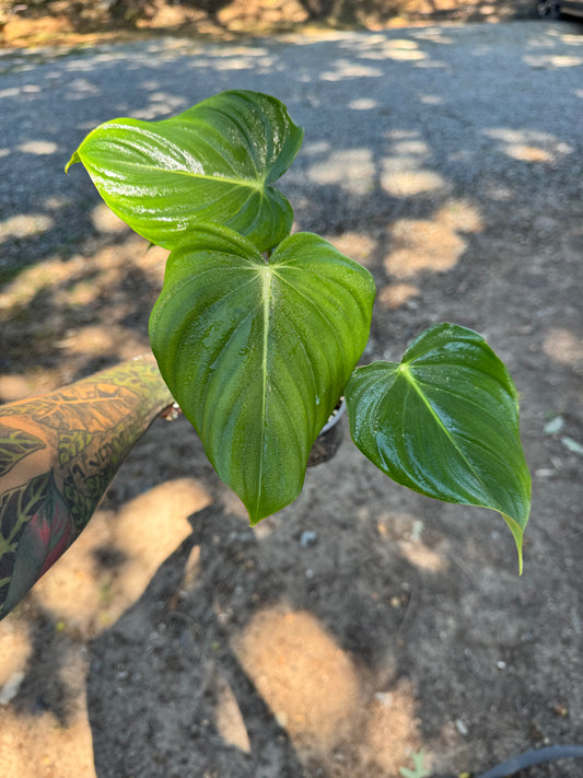 4” Philodendron Pastazanum