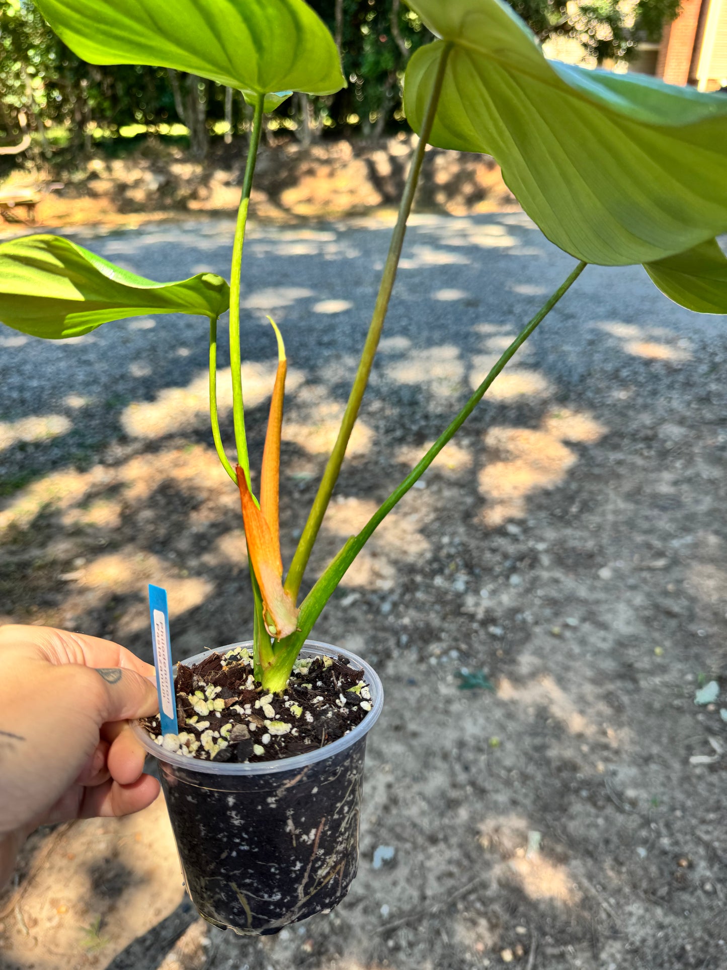 4” Philodendron Pastazanum