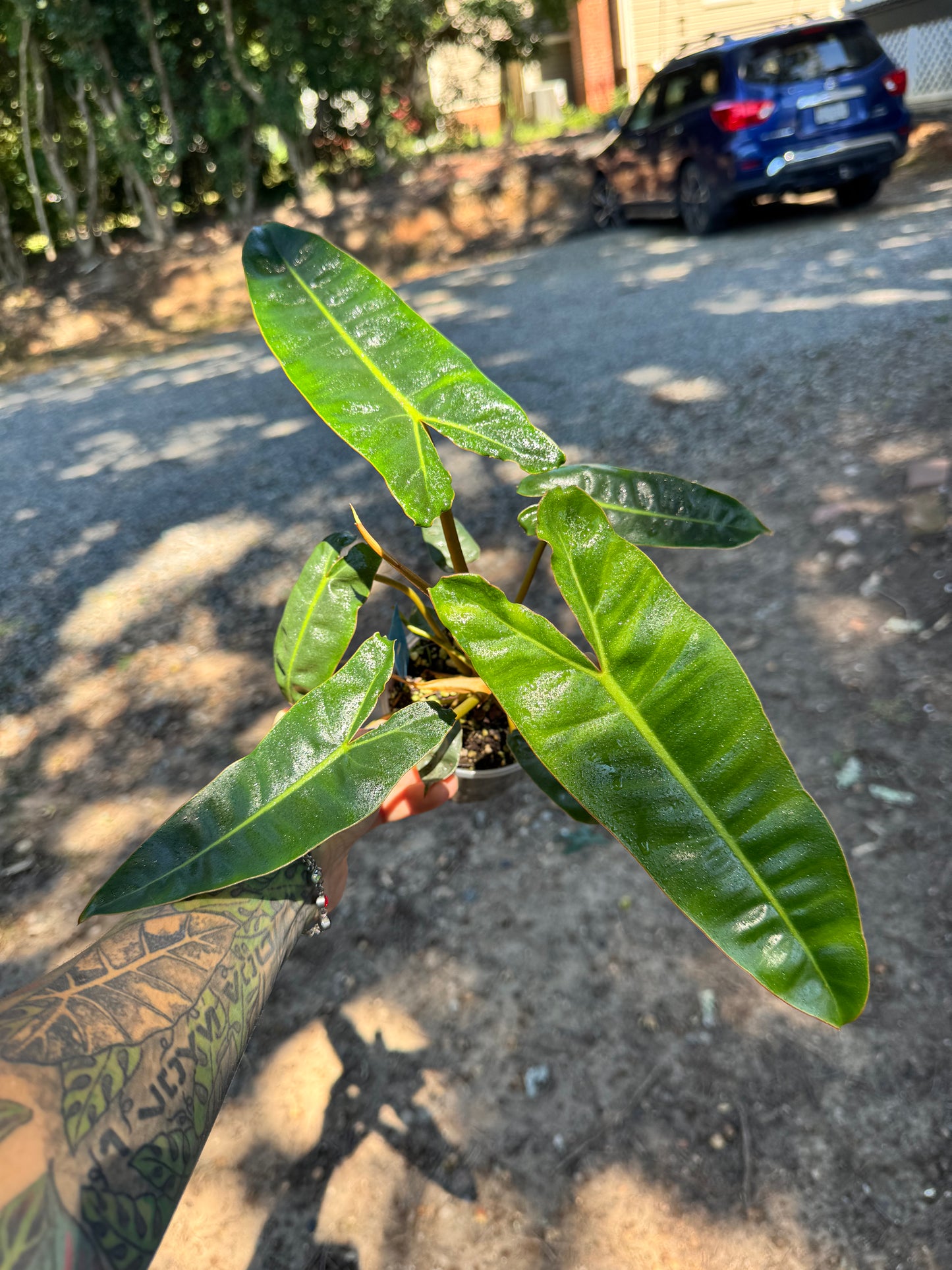 Philodendron billieatiae