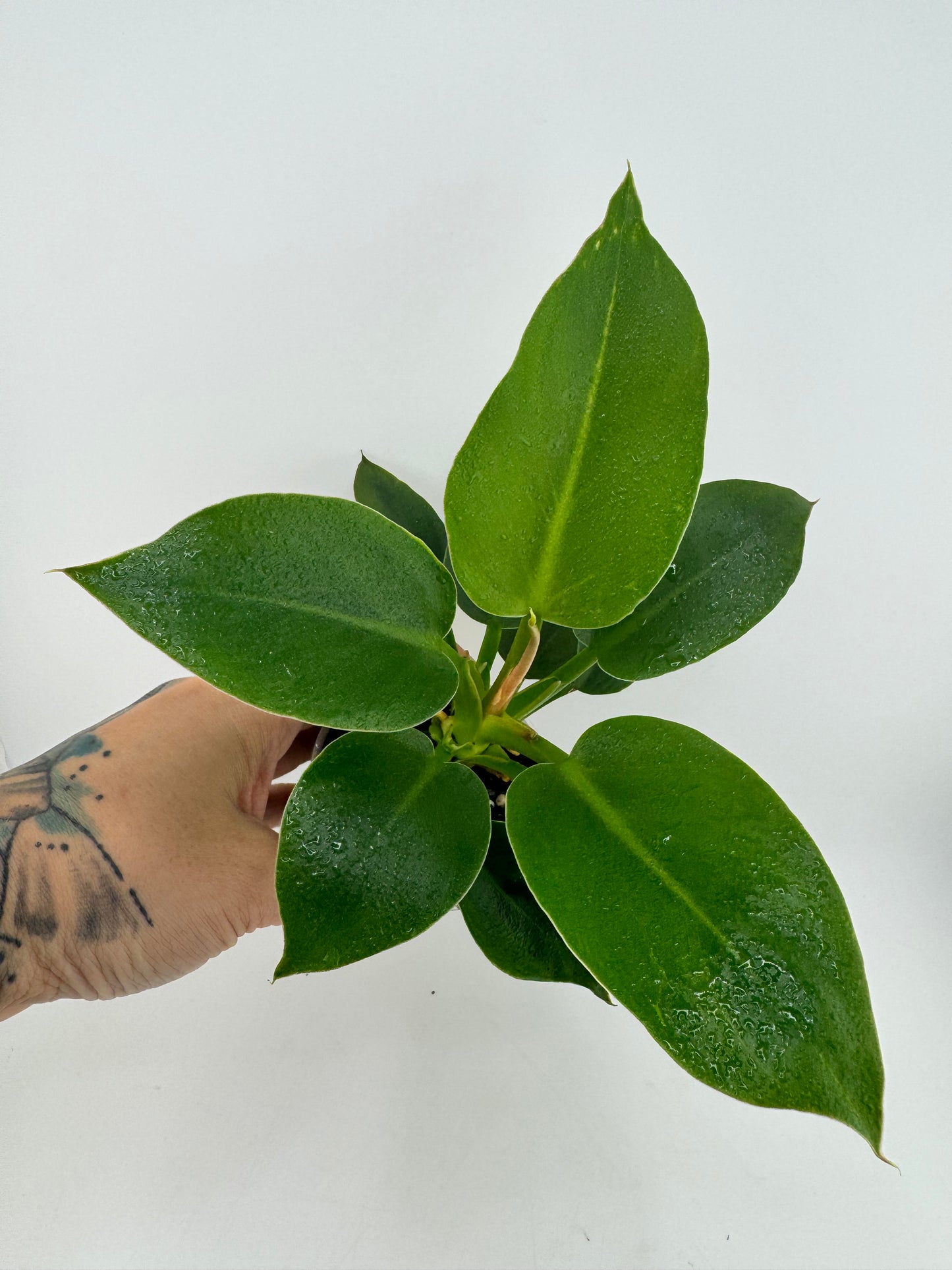 Philodendron Melanonii Ghost