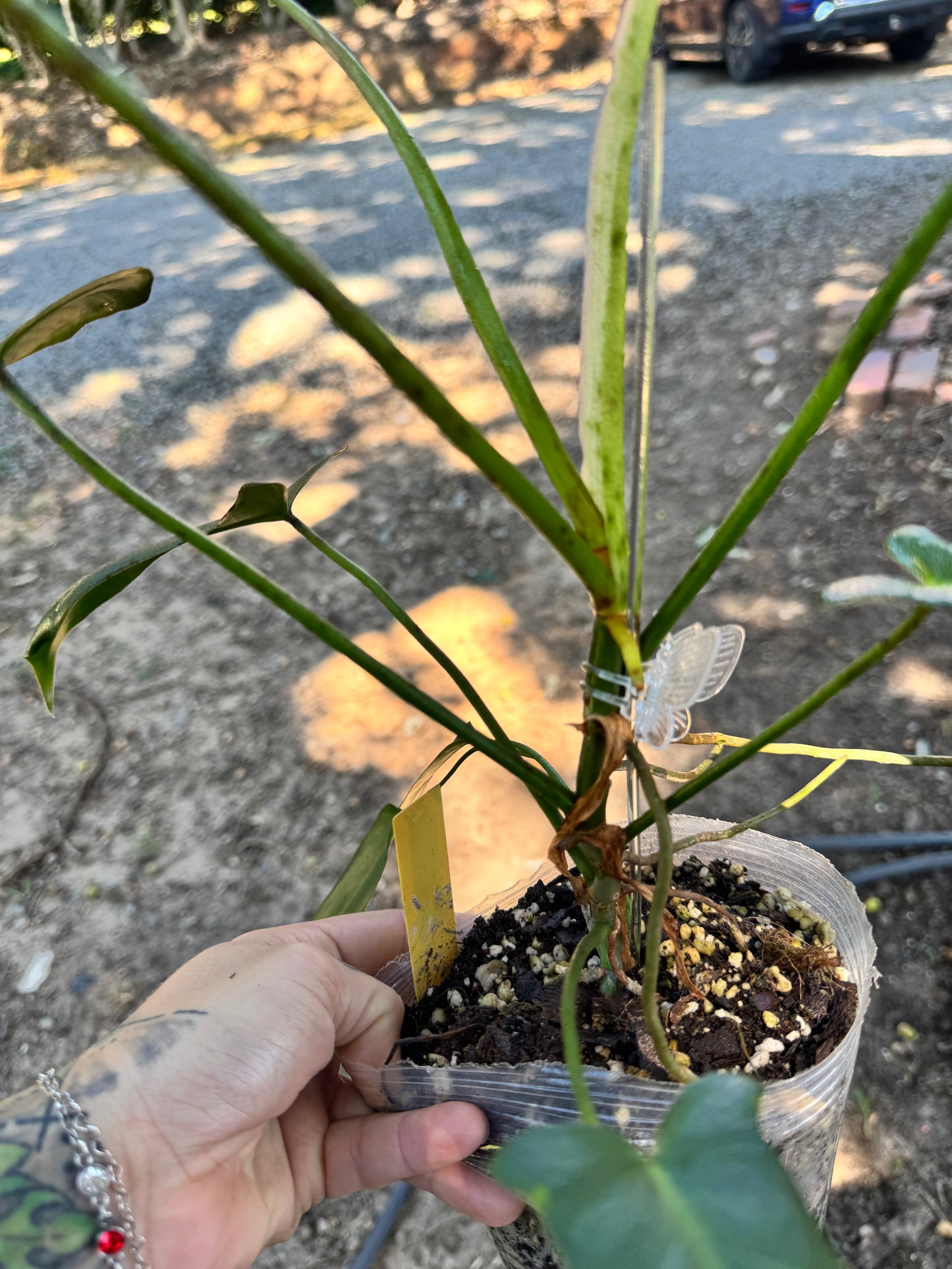 4” Philodendron Longilobotum/Leylani Miyano