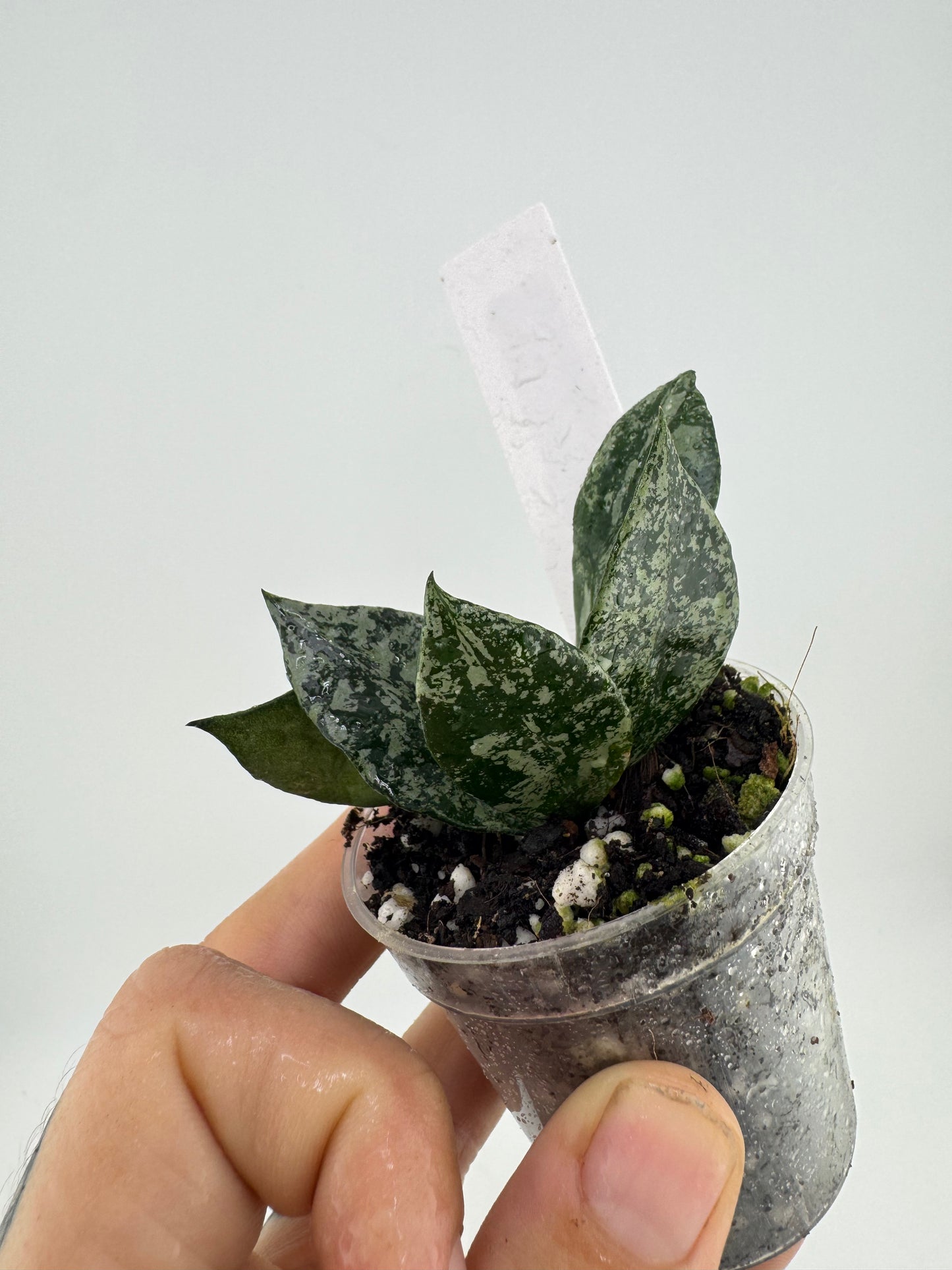 Hoya lacunosa ‘silver’