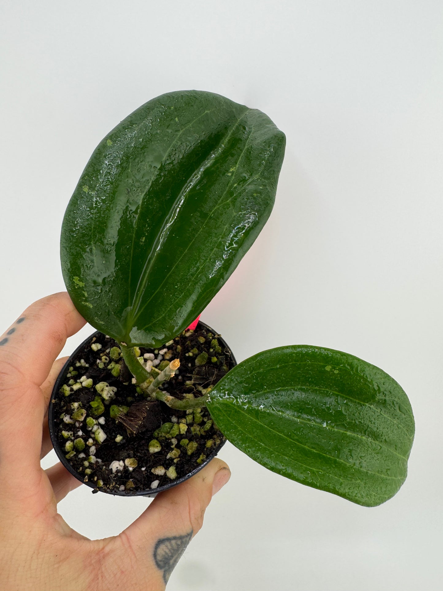 Hoya Quinquenervia