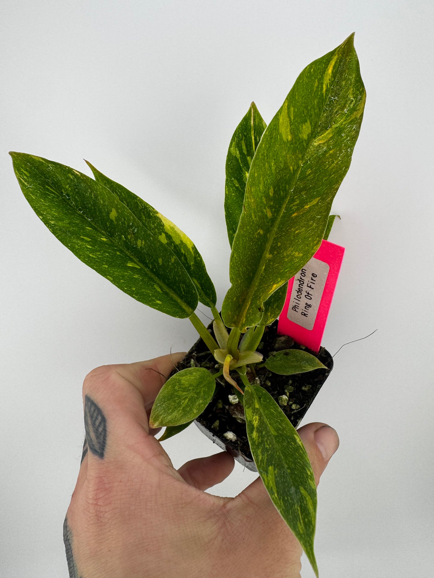 Philodendron variegated Ring of Fire
