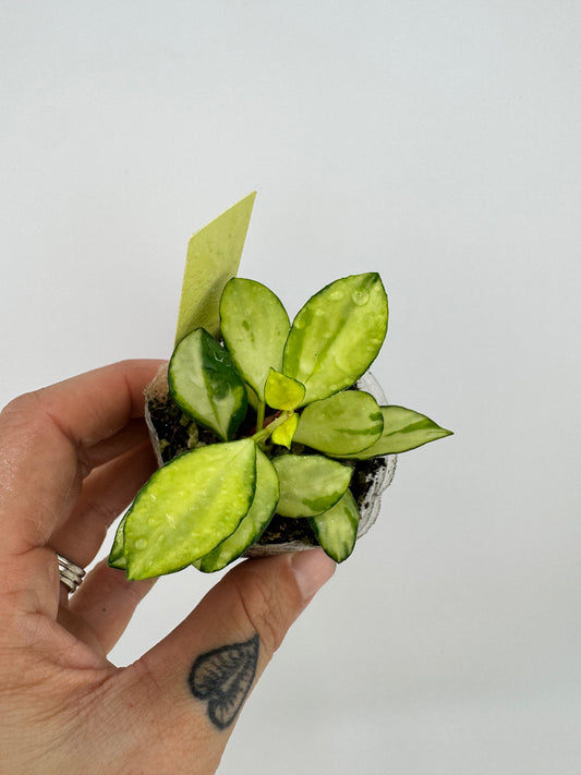 Hoya VAR Huschkeliana